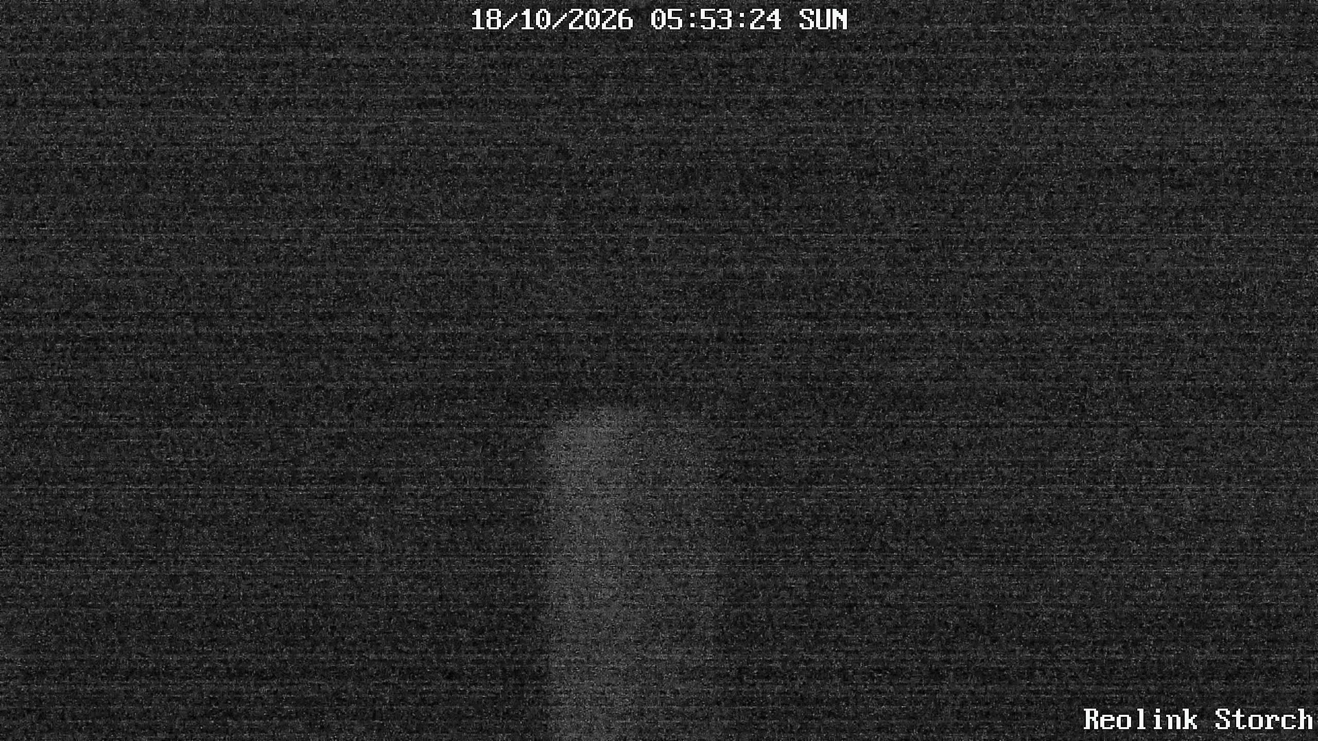 Storchencam Bild