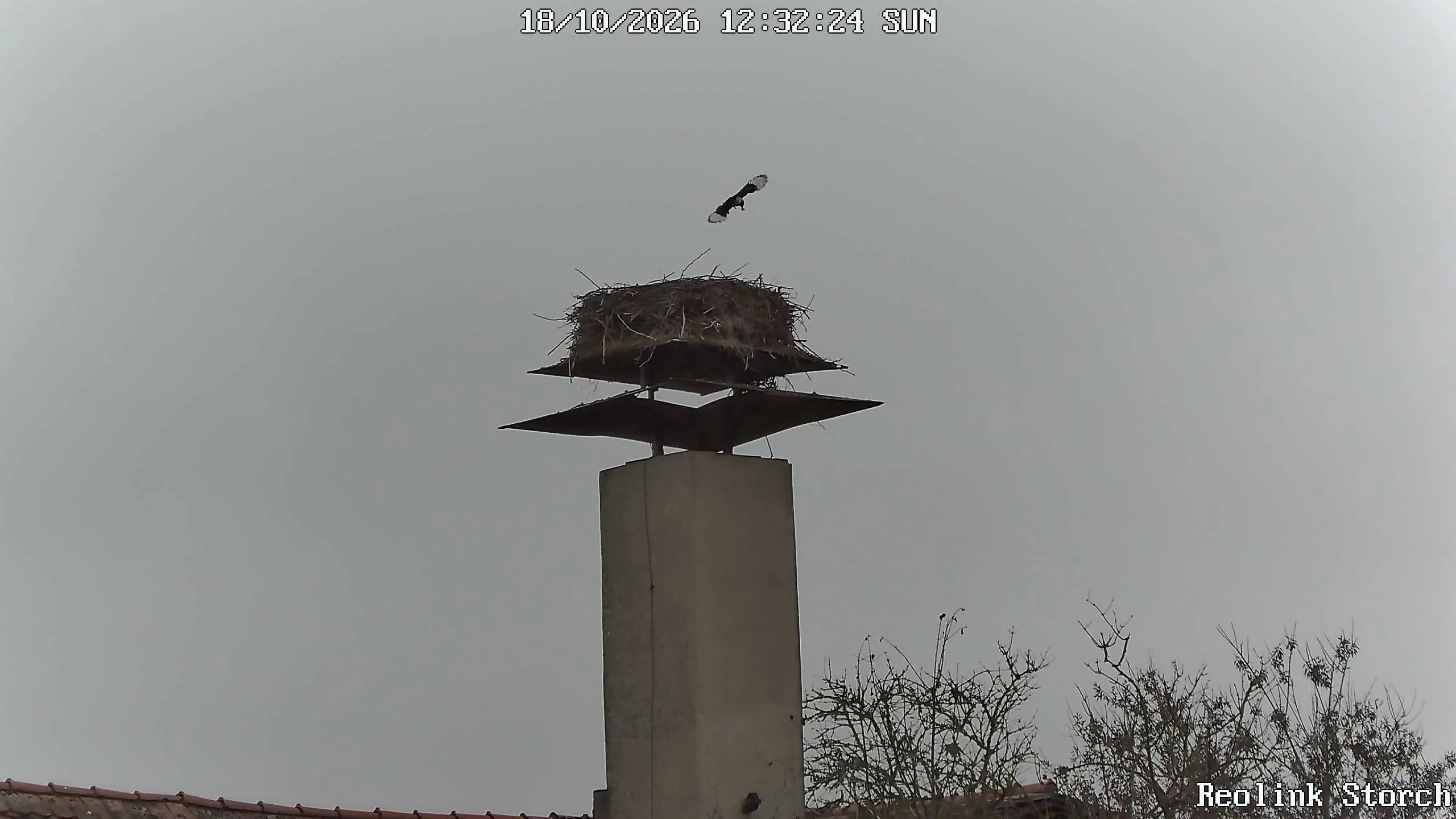 Storchencam Bild