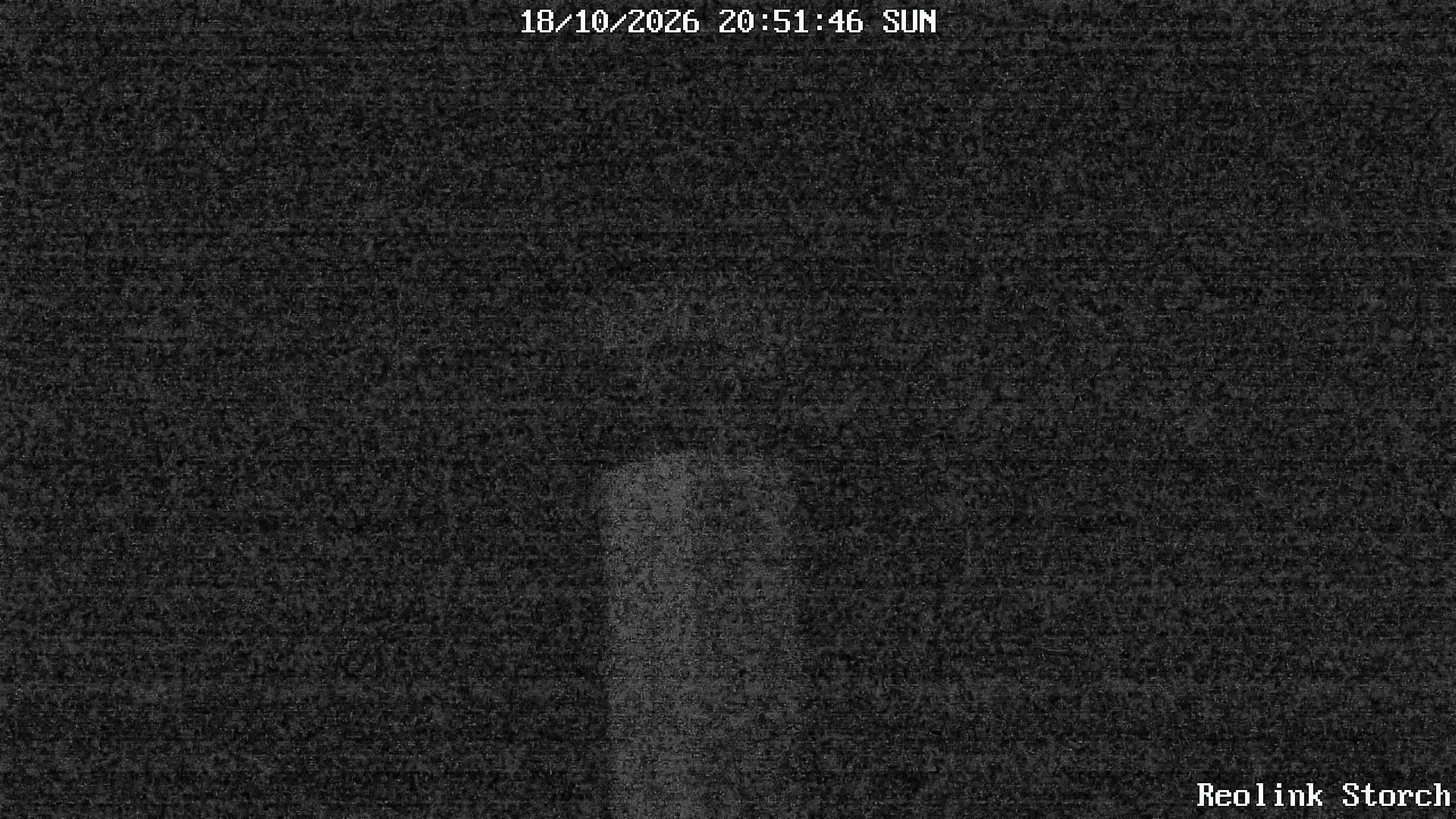 Storchencam Bild