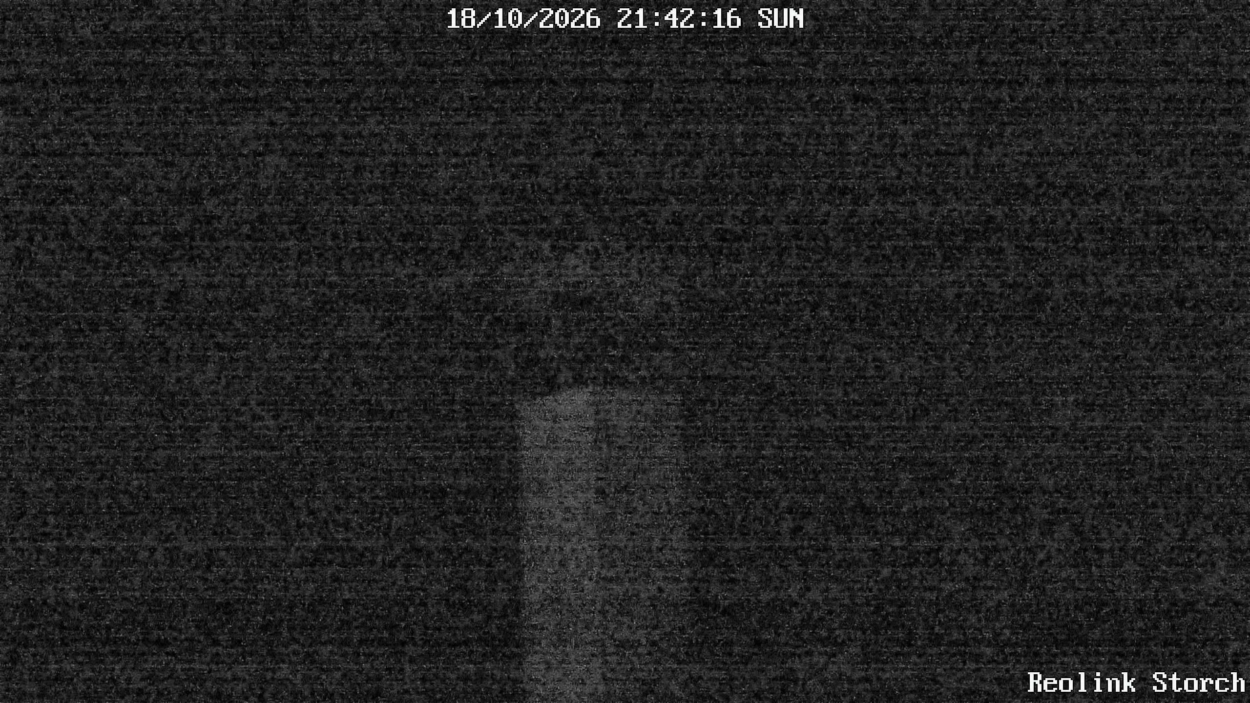 Storchencam Bild