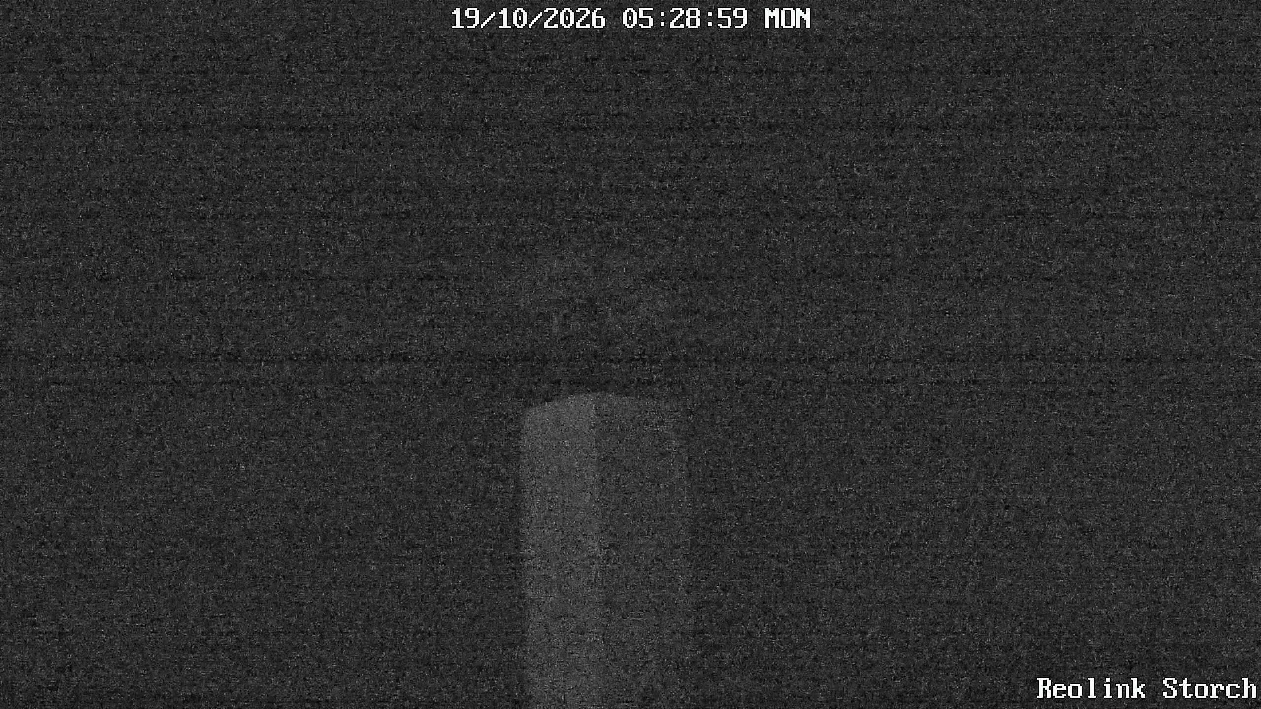 Storchencam Bild