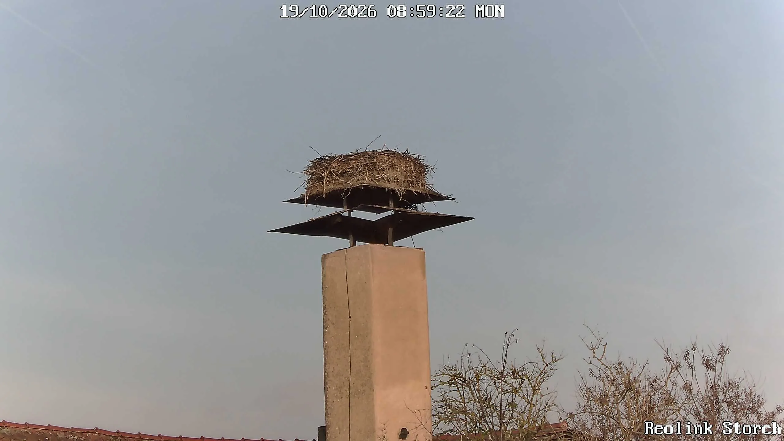 Storchencam Bild