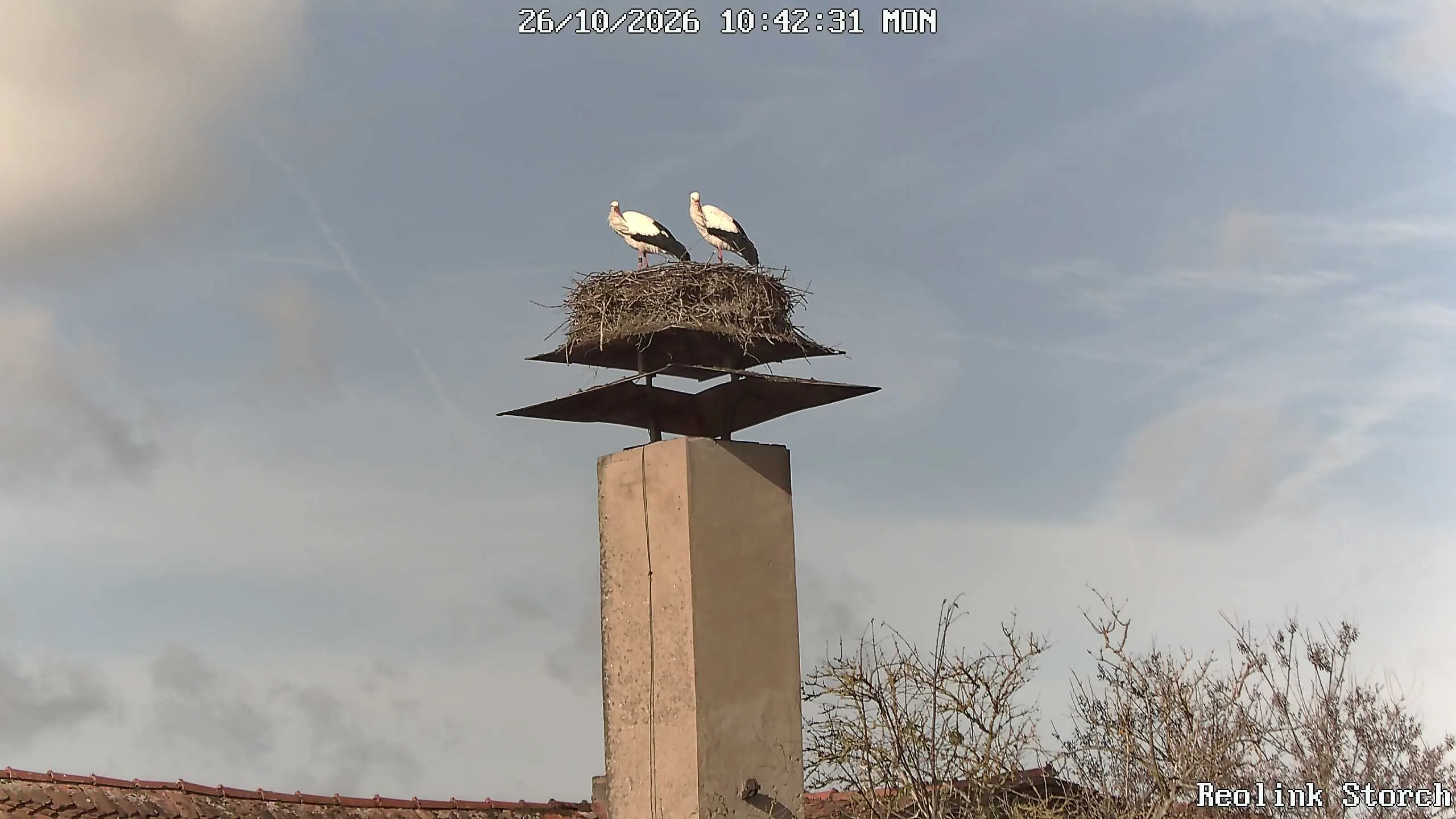 Storchencam Bild