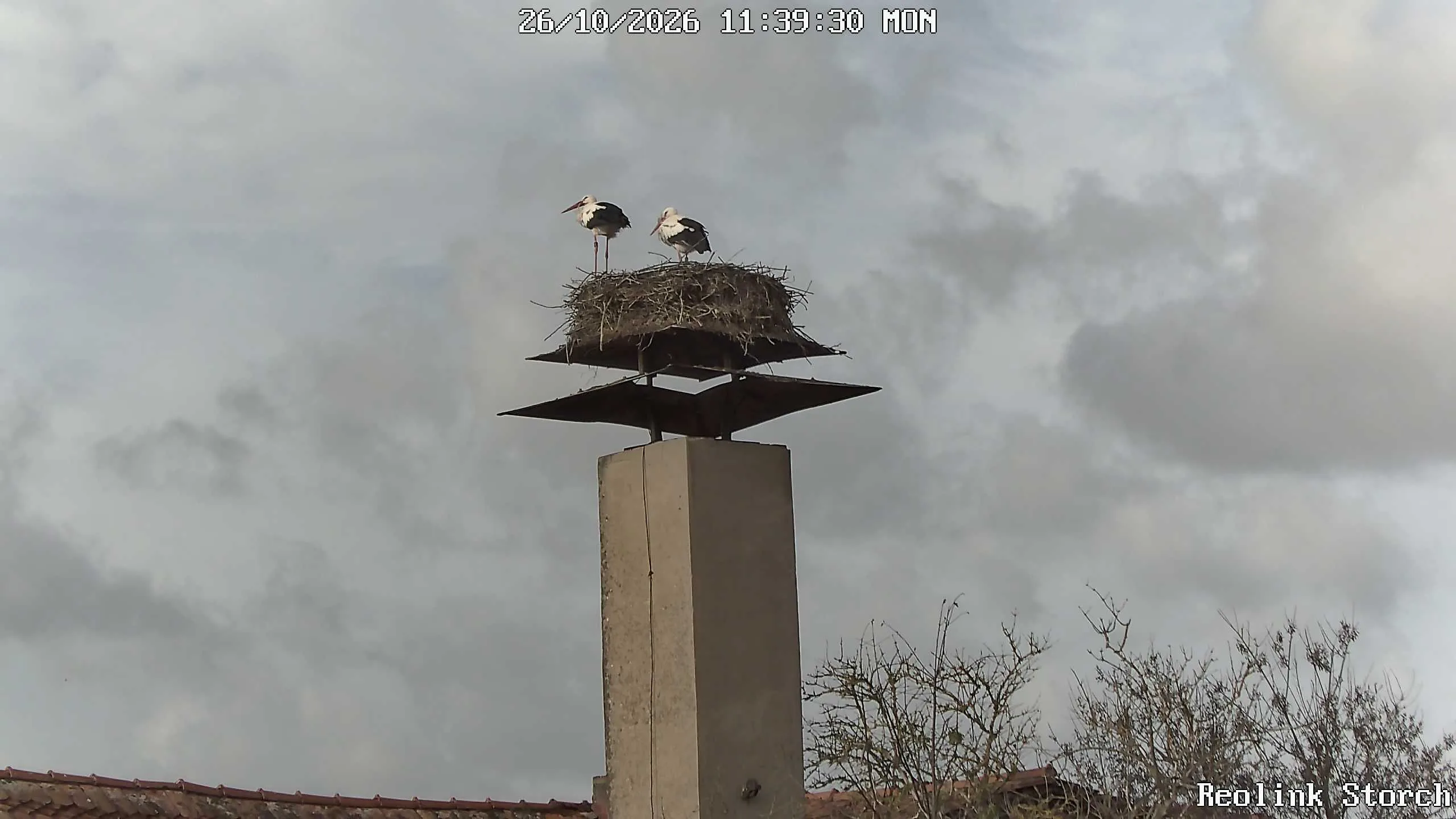 Storchencam Bild