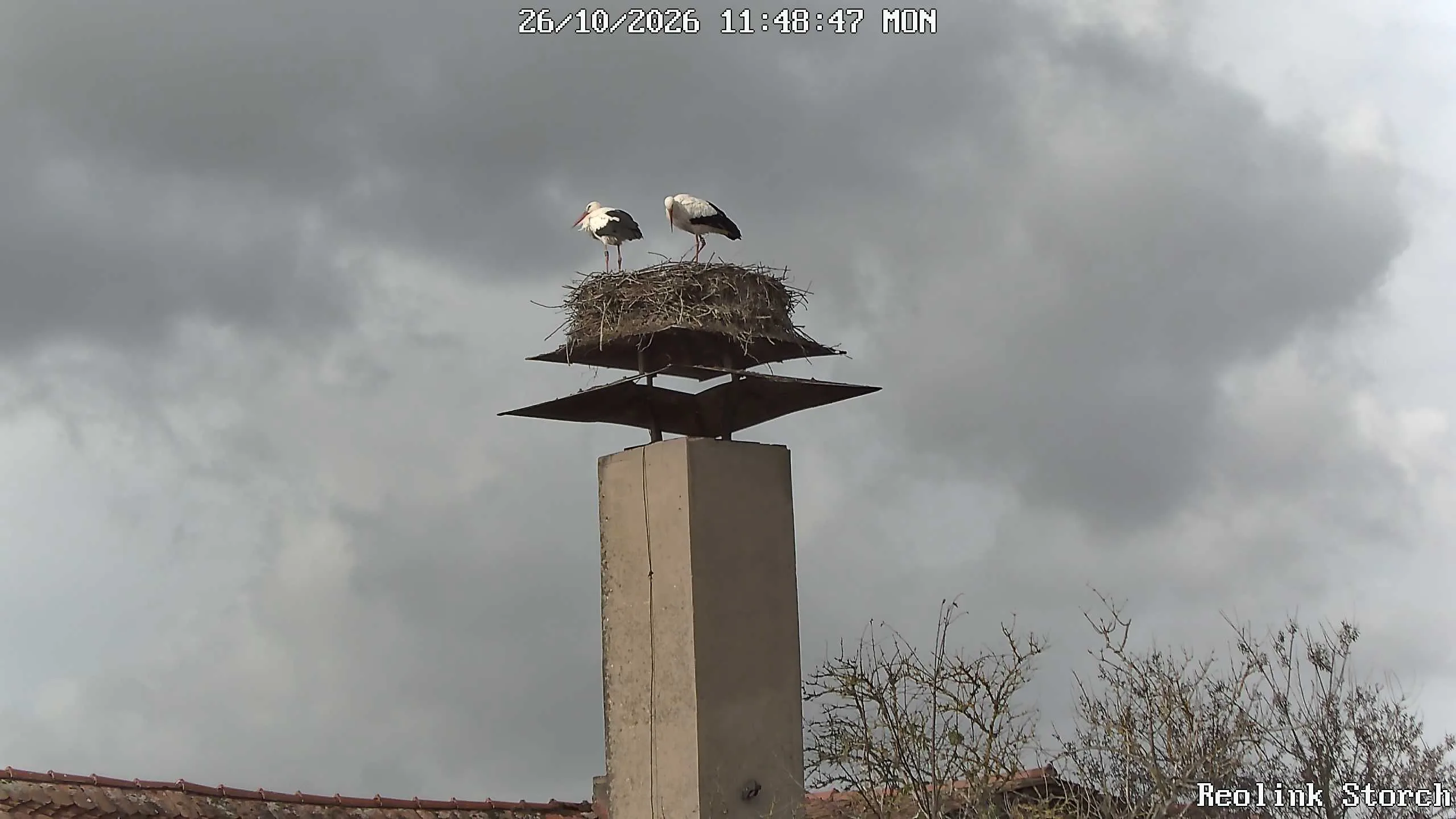 Storchencam Bild