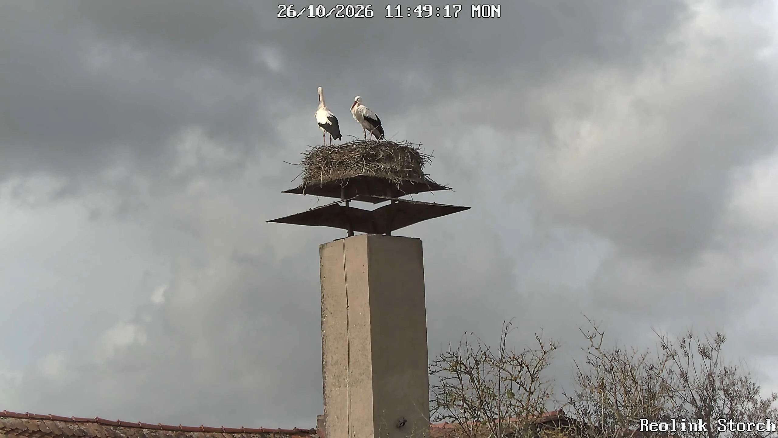 Storchencam Bild