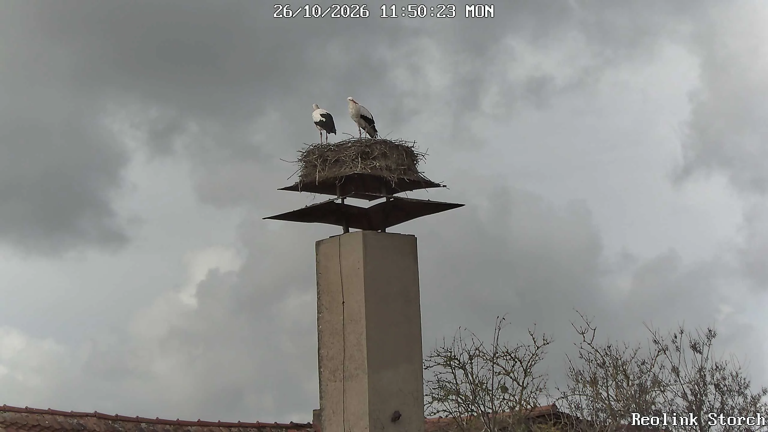 Storchencam Bild