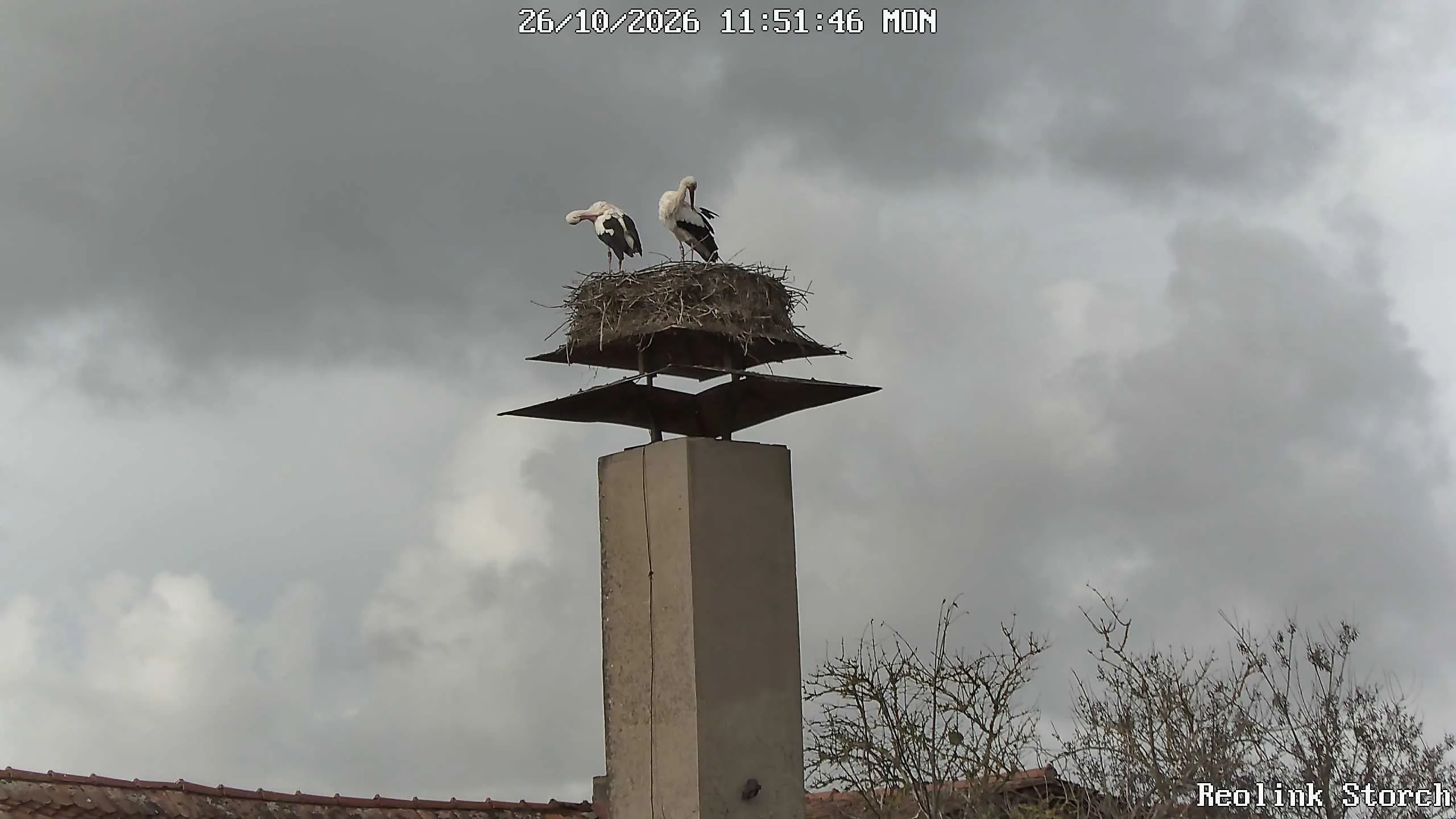 Storchencam Bild