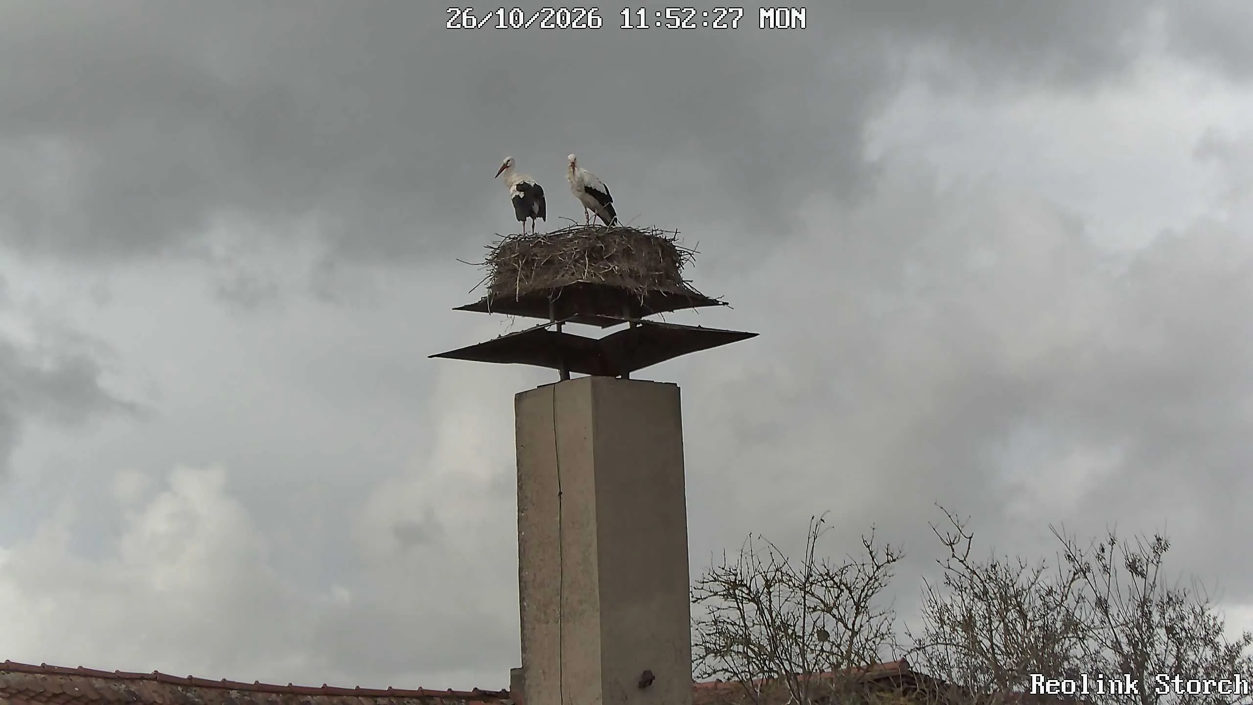 Storchencam Bild
