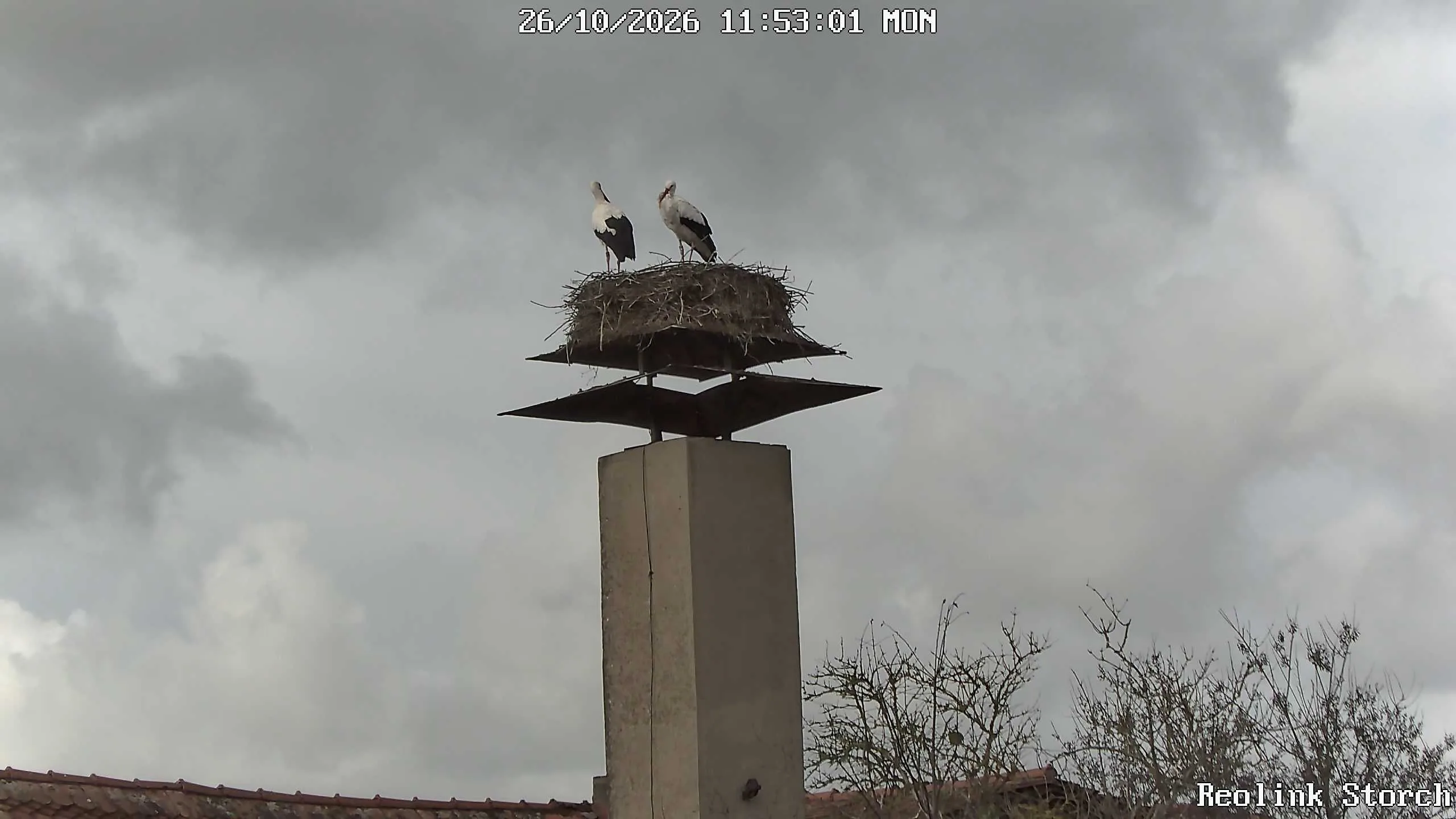 Storchencam Bild