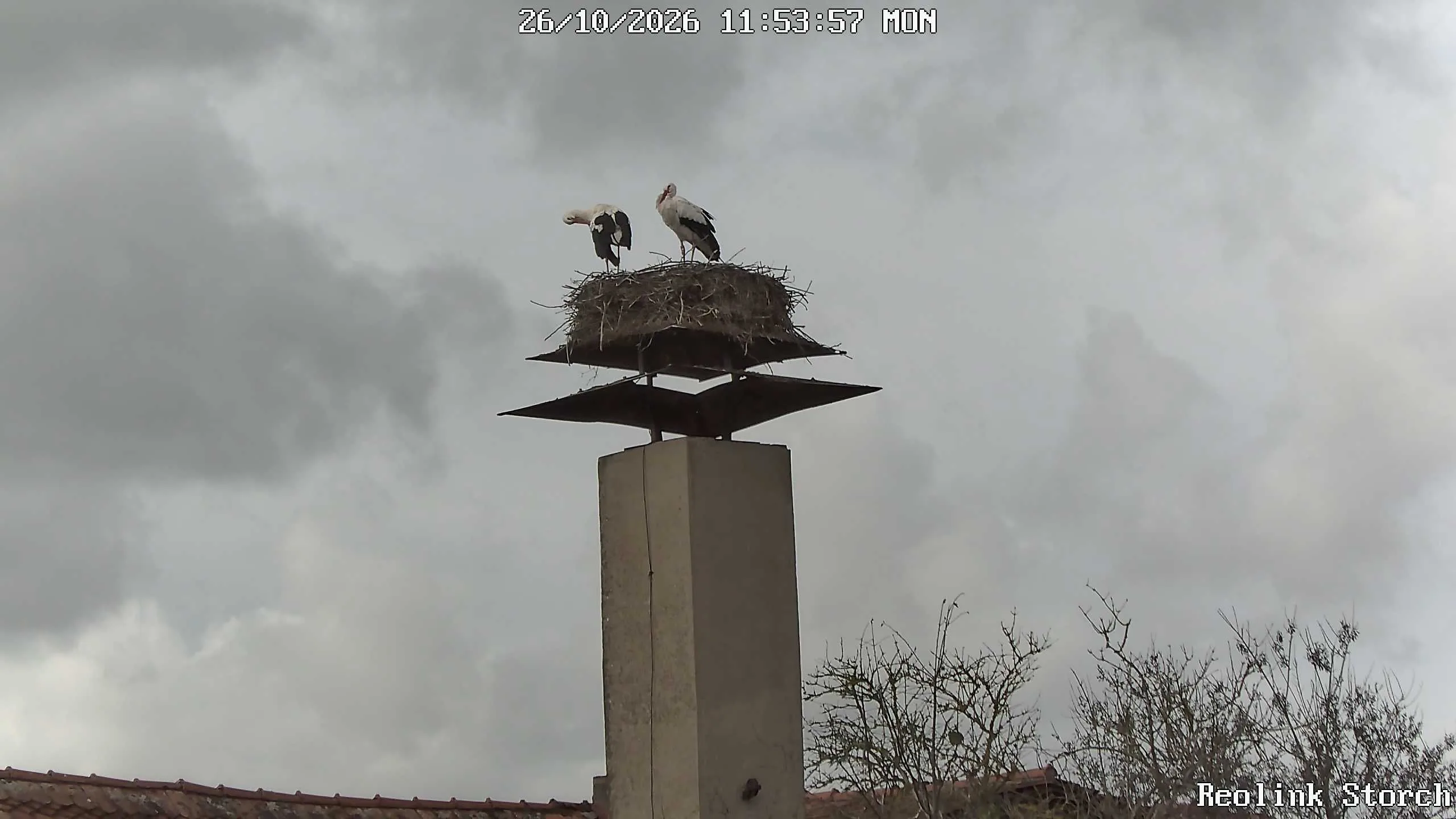Storchencam Bild