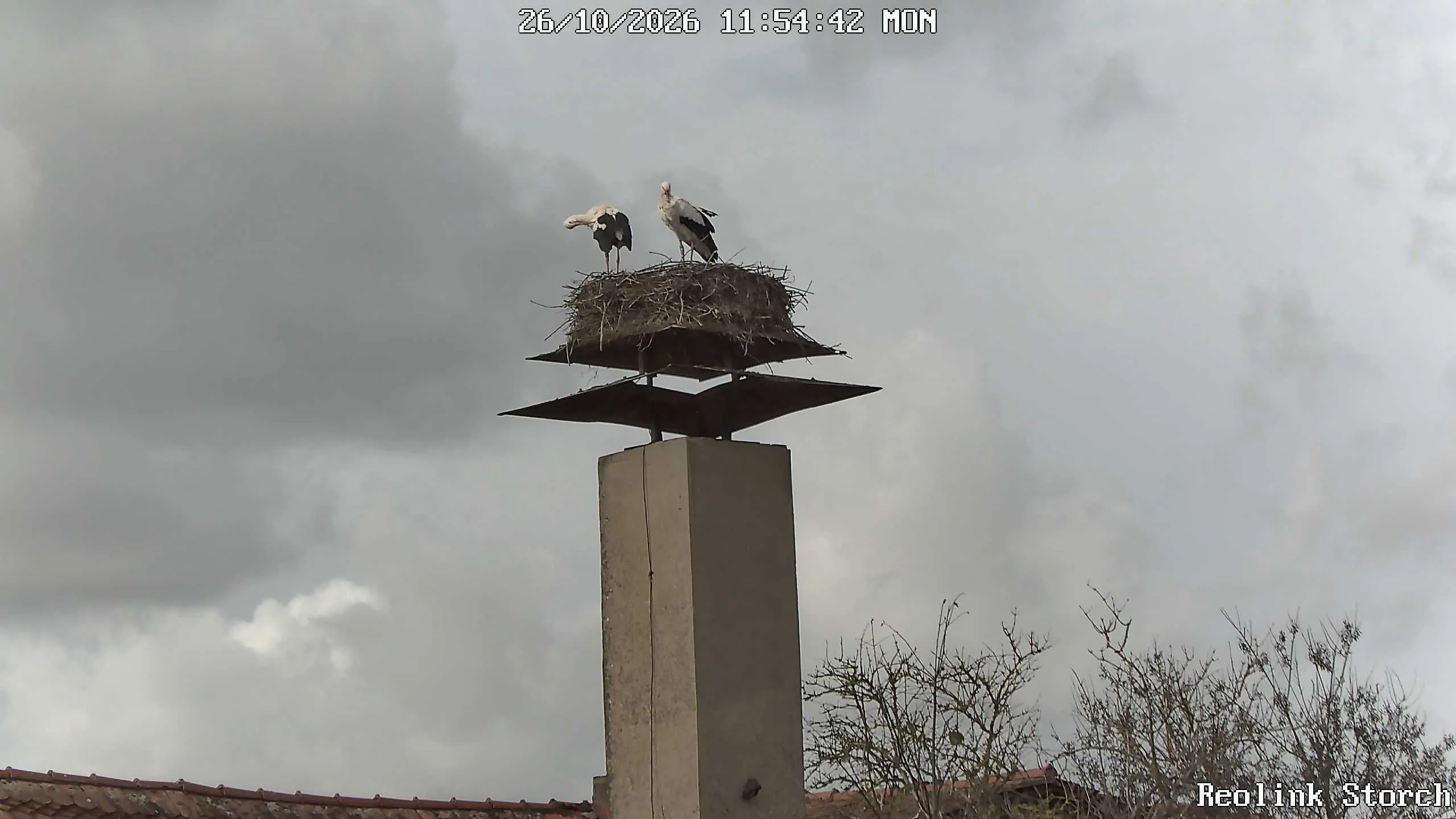 Storchencam Bild