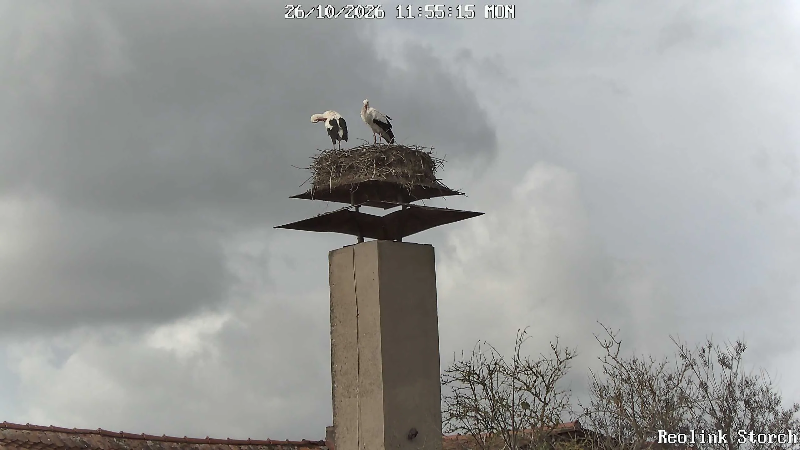 Storchencam Bild