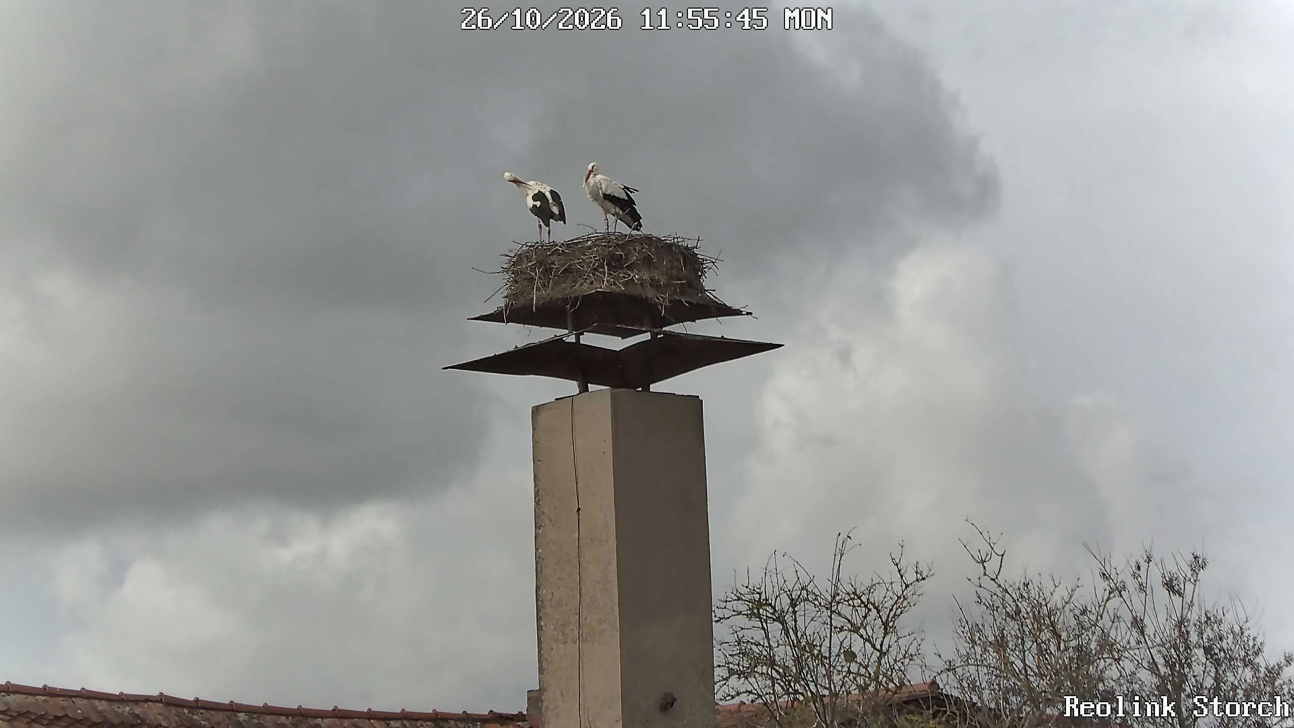 Storchencam Bild