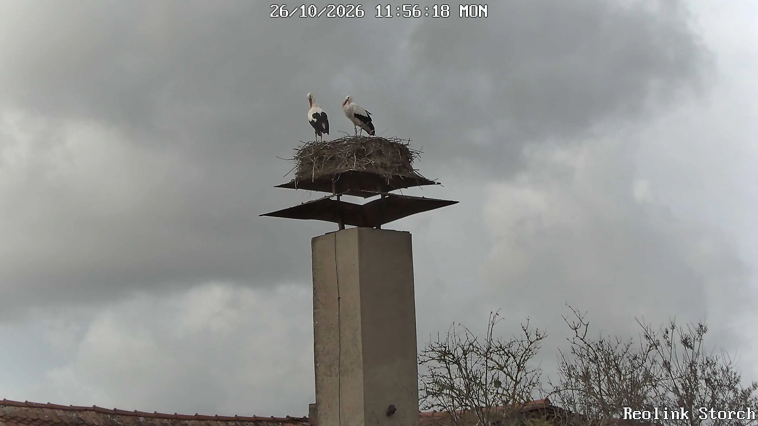 Storchencam Bild