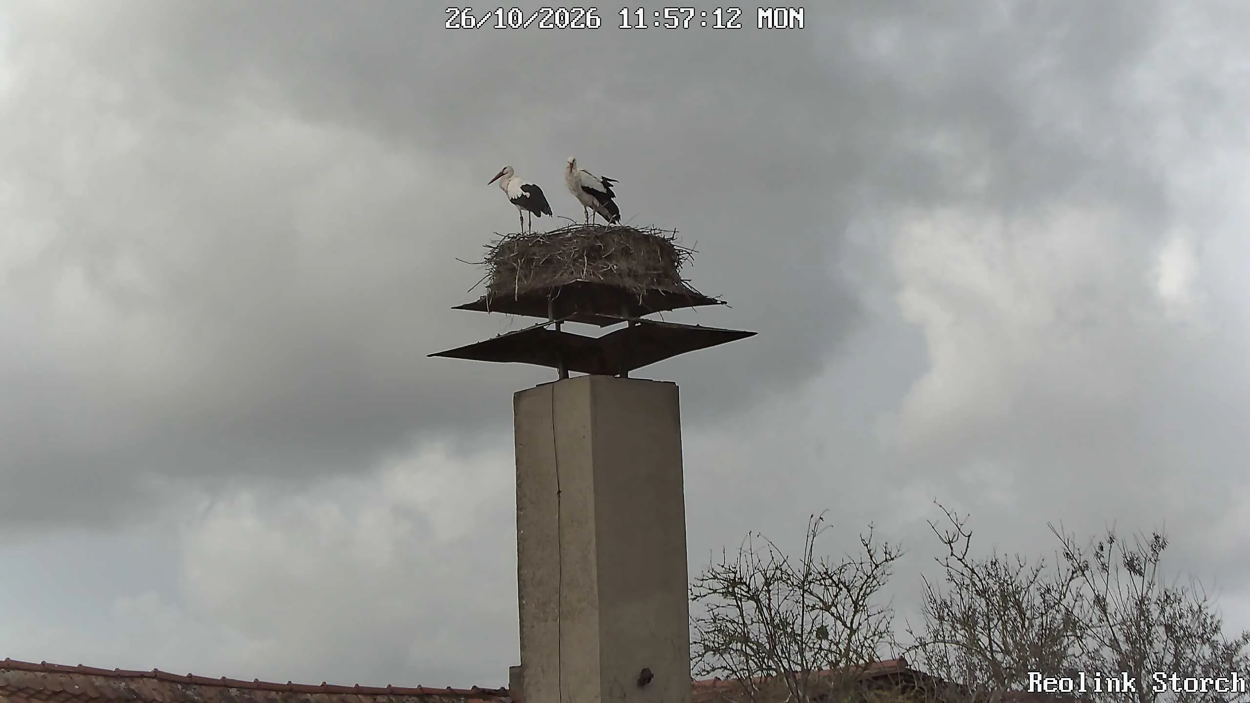 Storchencam Bild