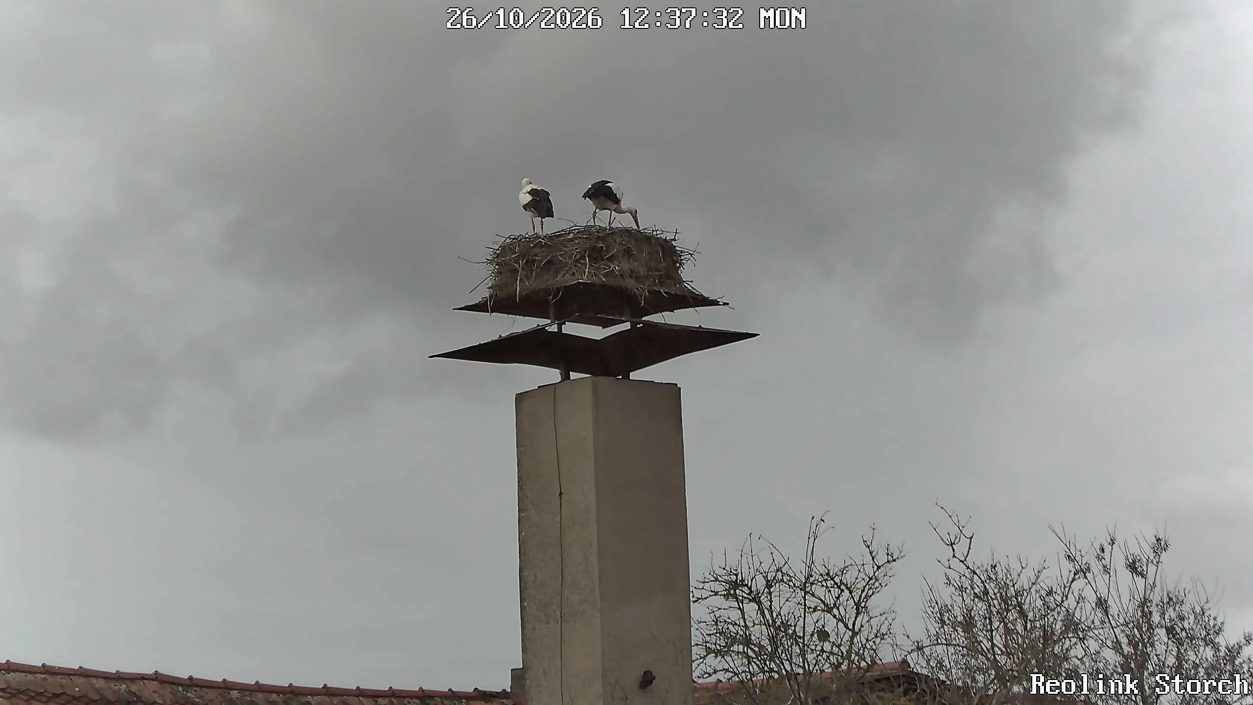 Storchencam Bild