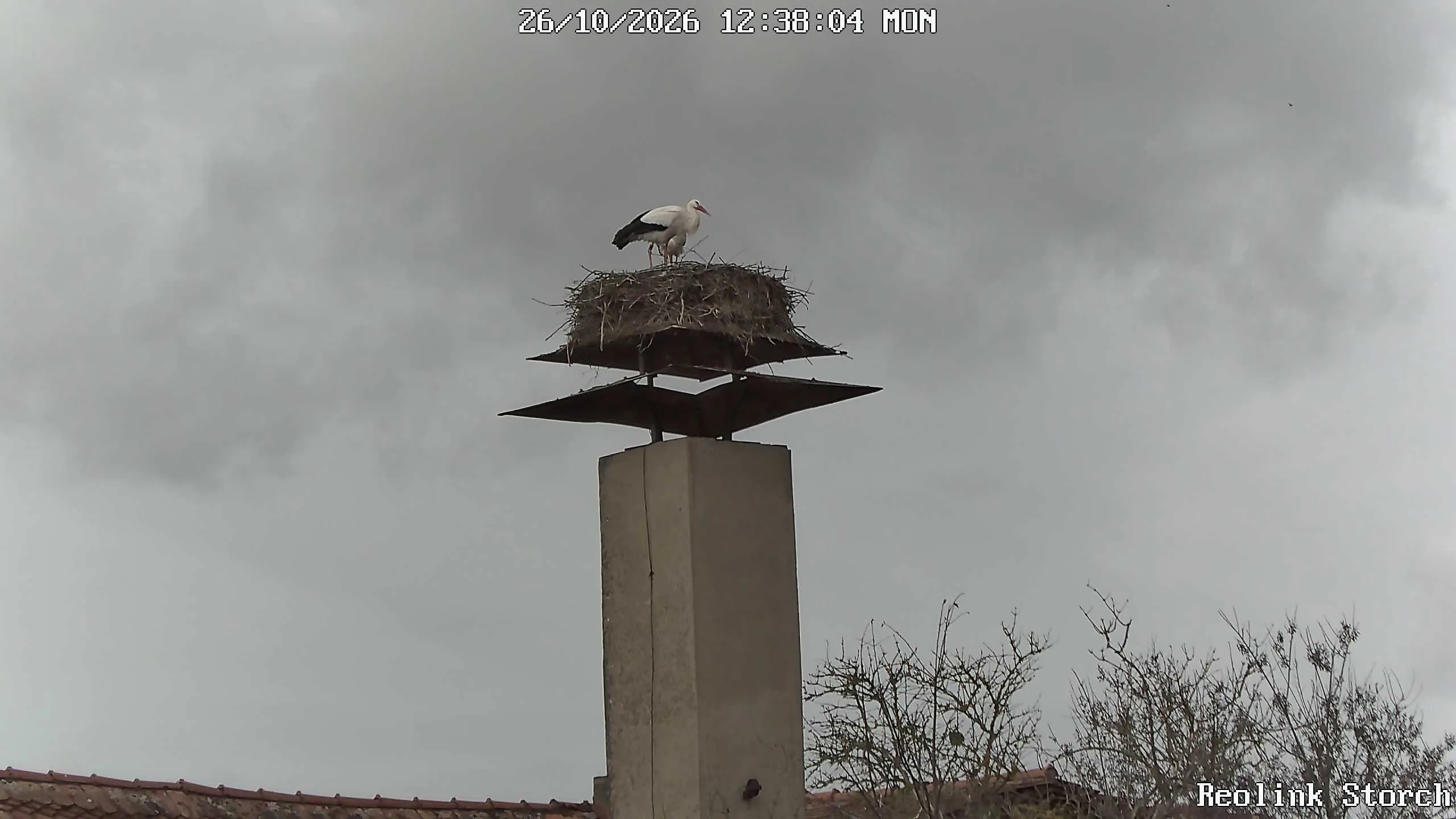 Storchencam Bild
