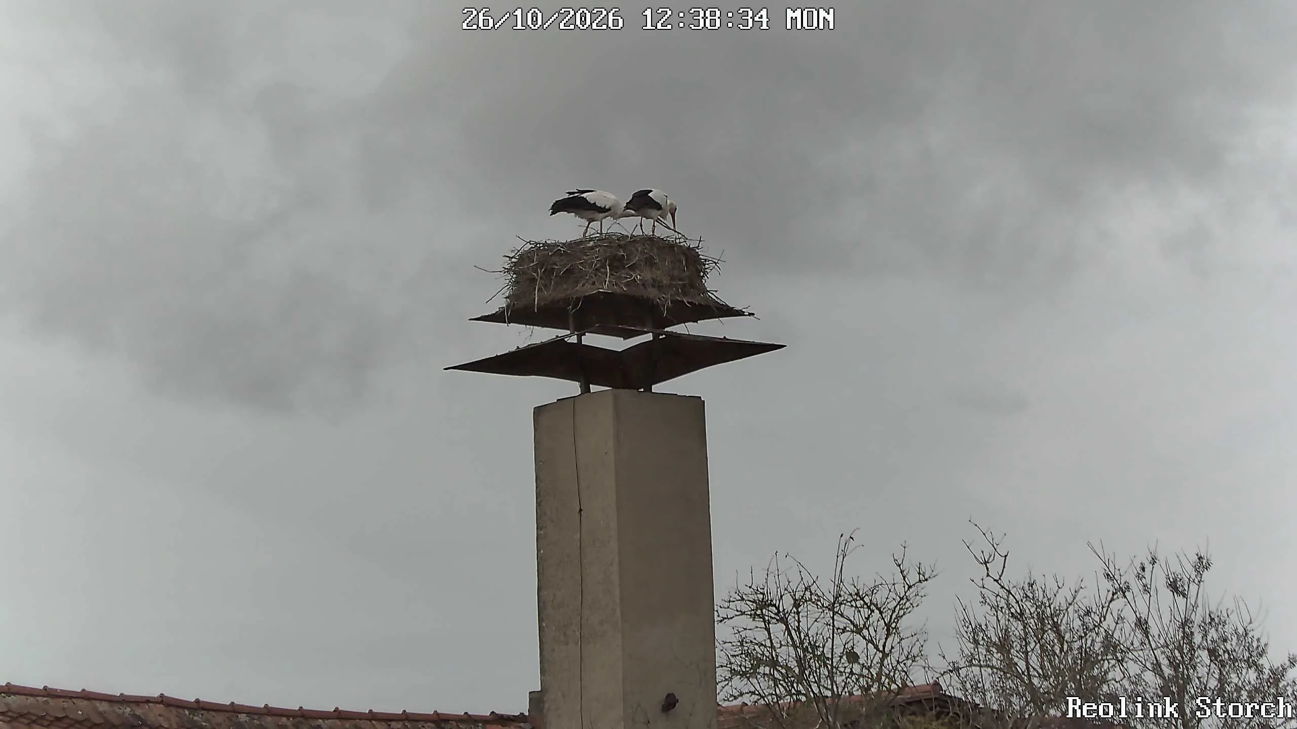 Storchencam Bild