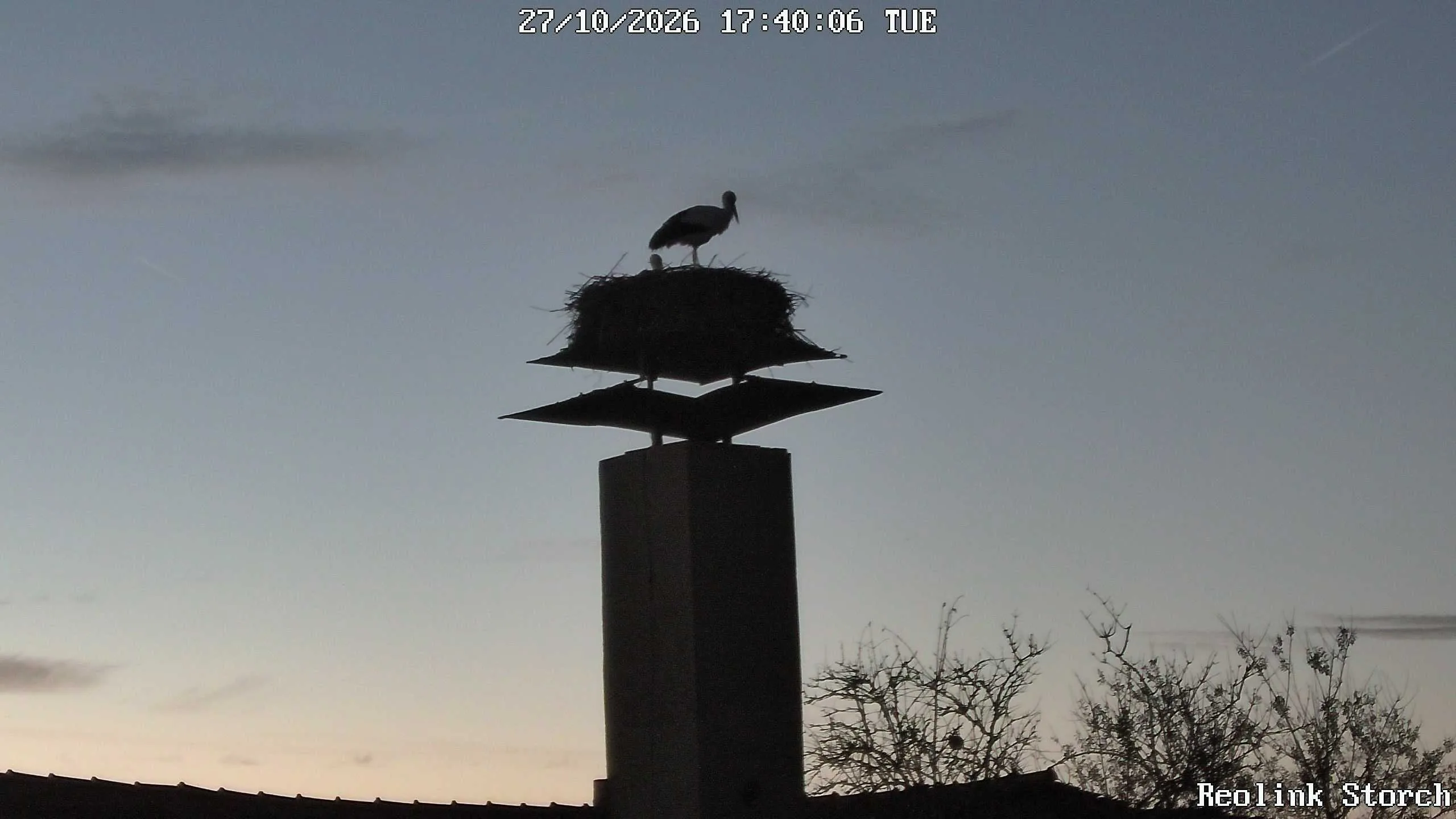 Storchencam Bild