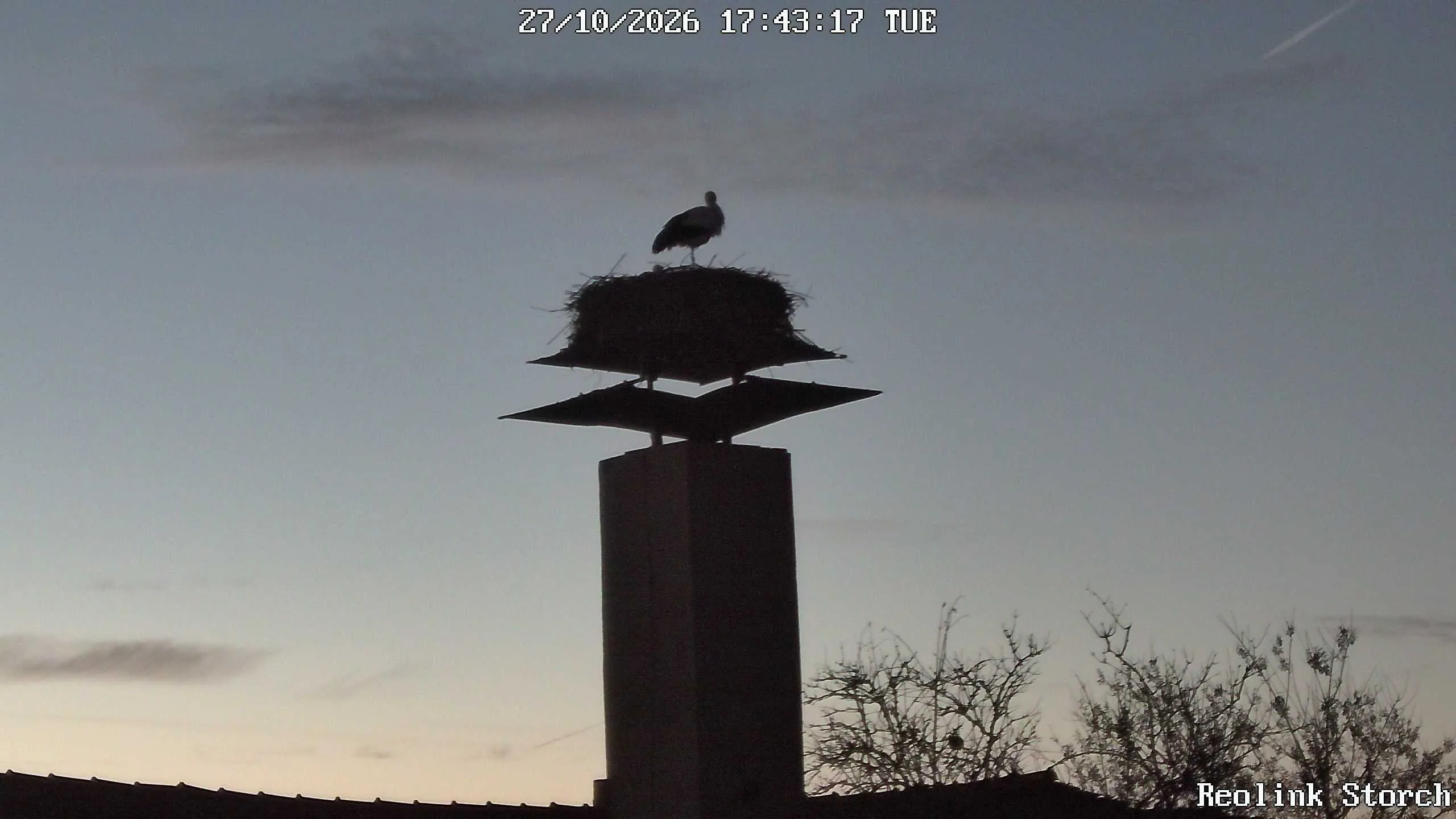 Storchencam Bild