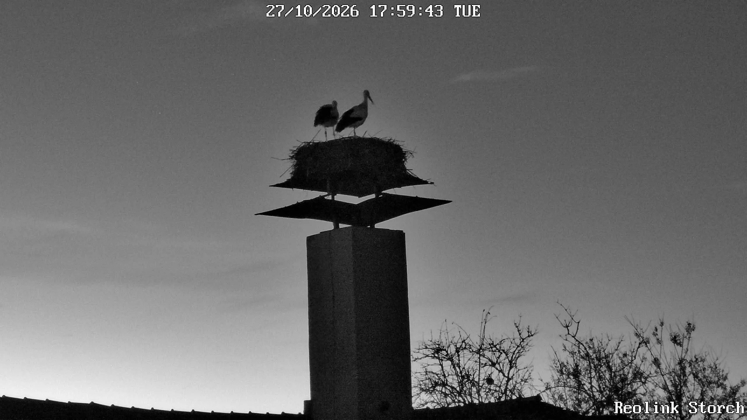 Storchencam Bild