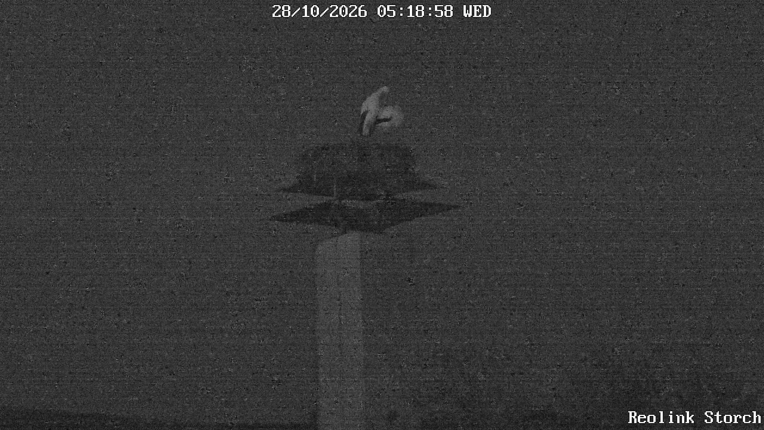 Storchencam Bild