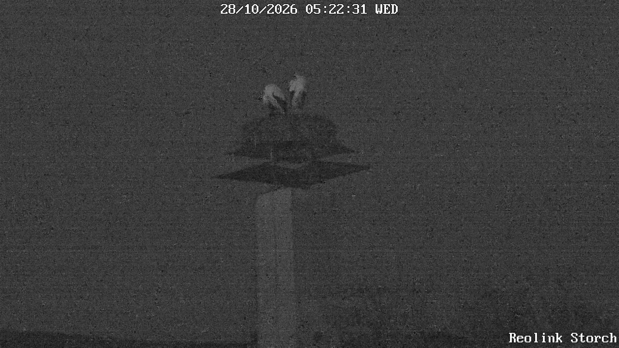 Storchencam Bild