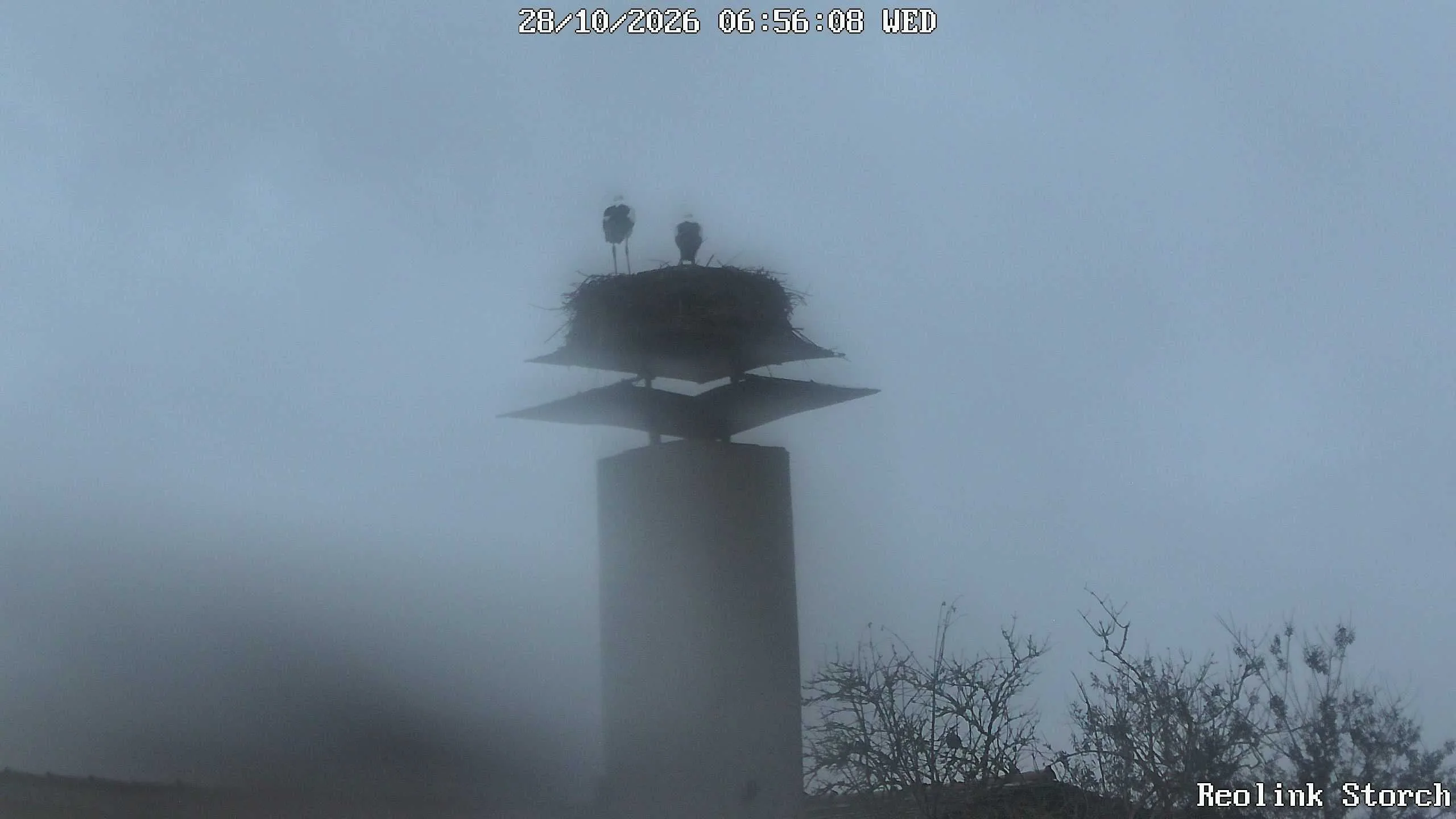 Storchencam Bild