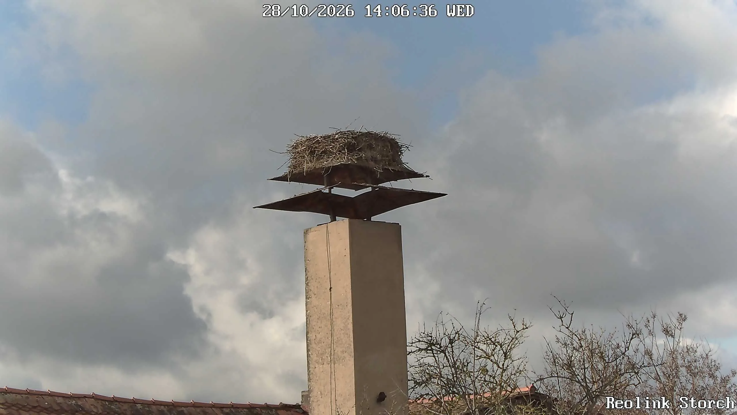 Storchencam Bild