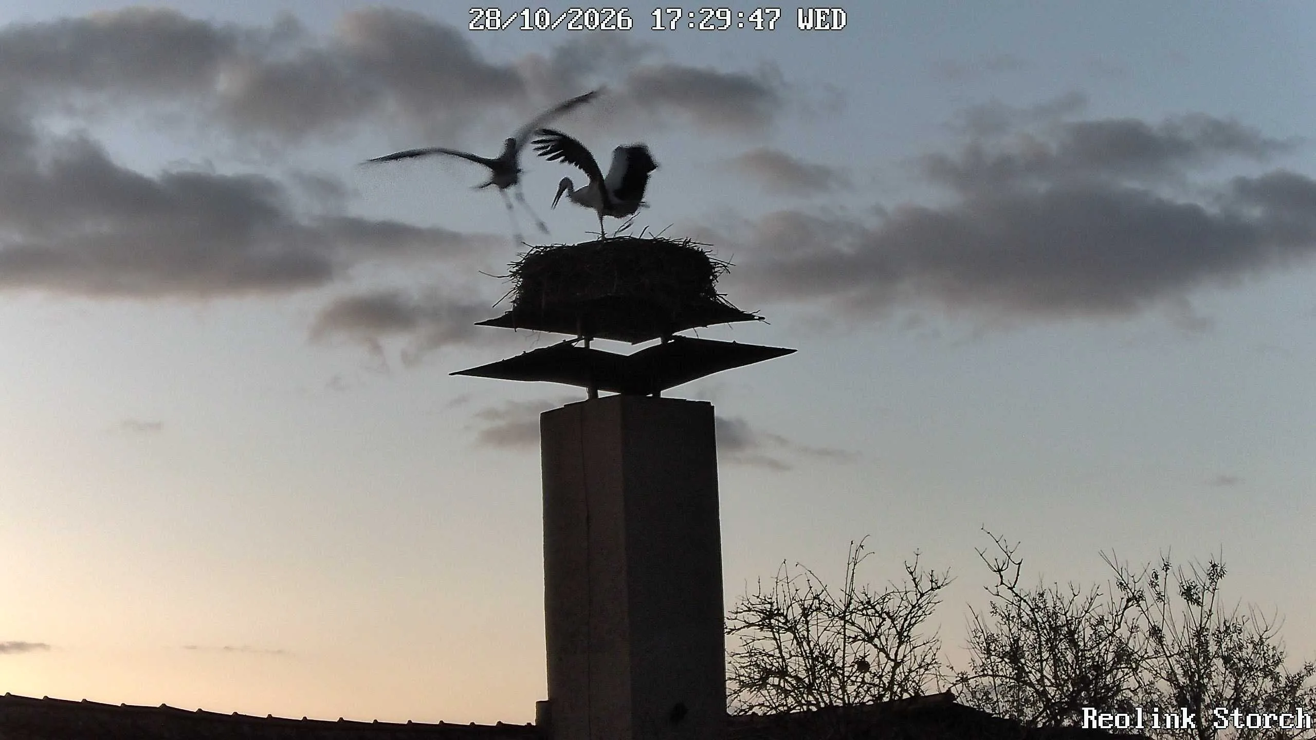 Storchencam Bild