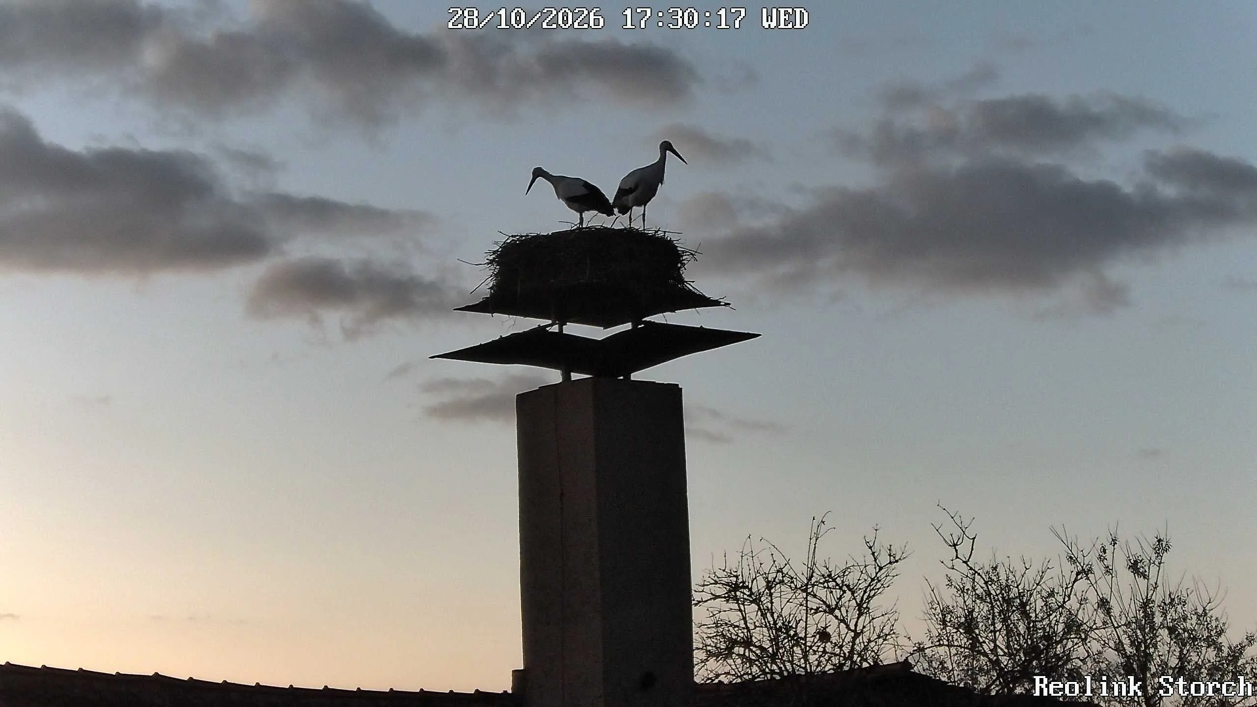 Storchencam Bild