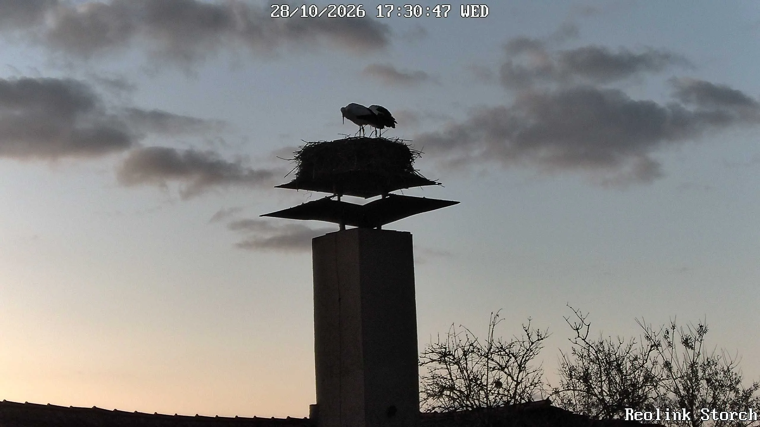 Storchencam Bild