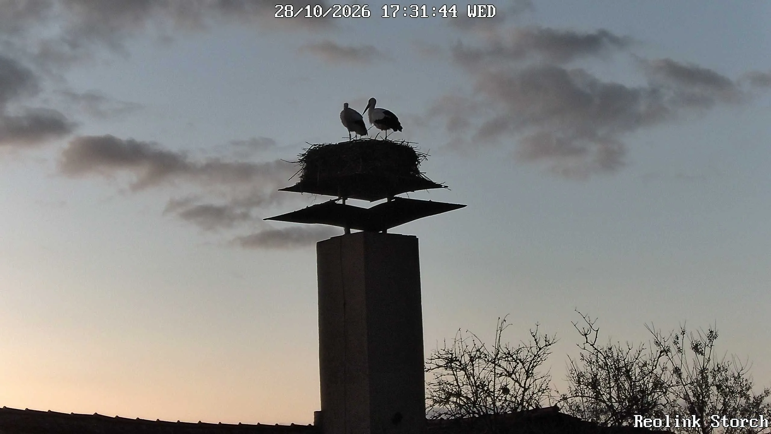 Storchencam Bild