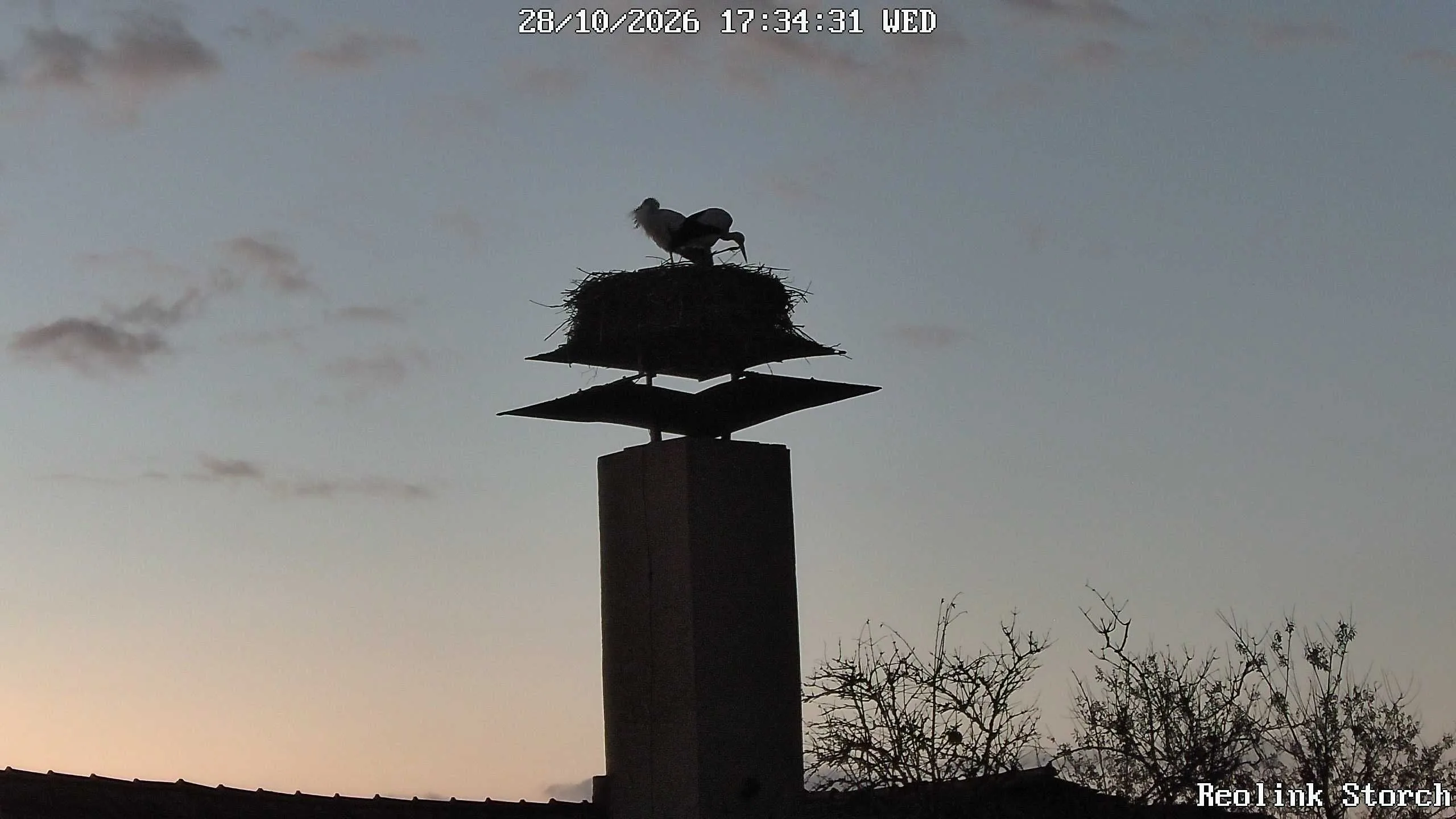 Storchencam Bild