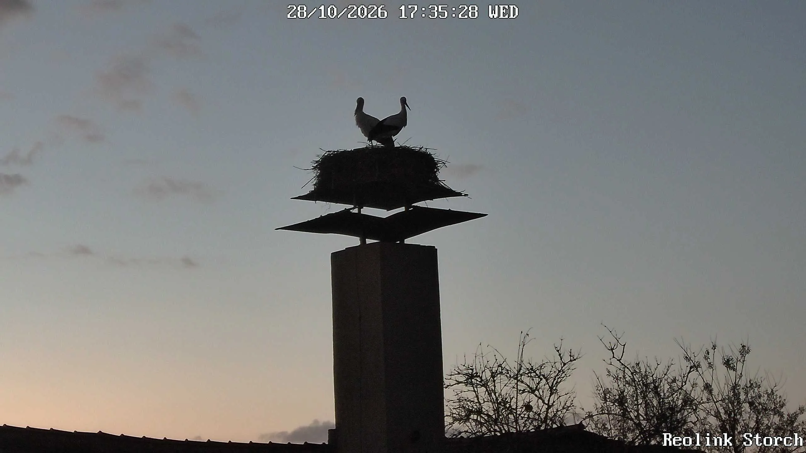 Storchencam Bild