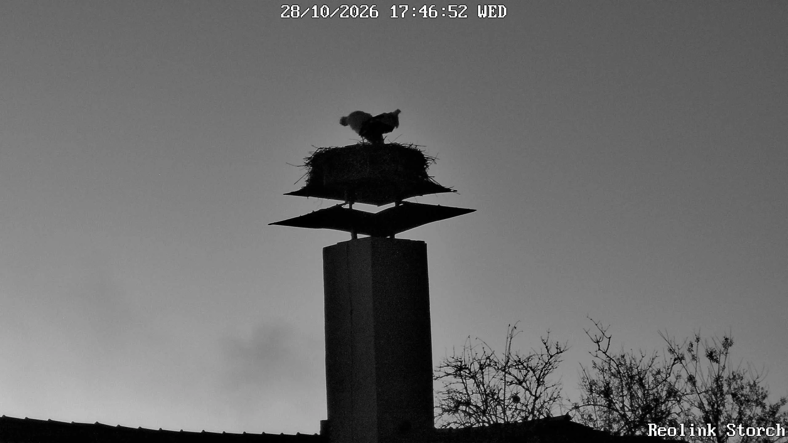 Storchencam Bild