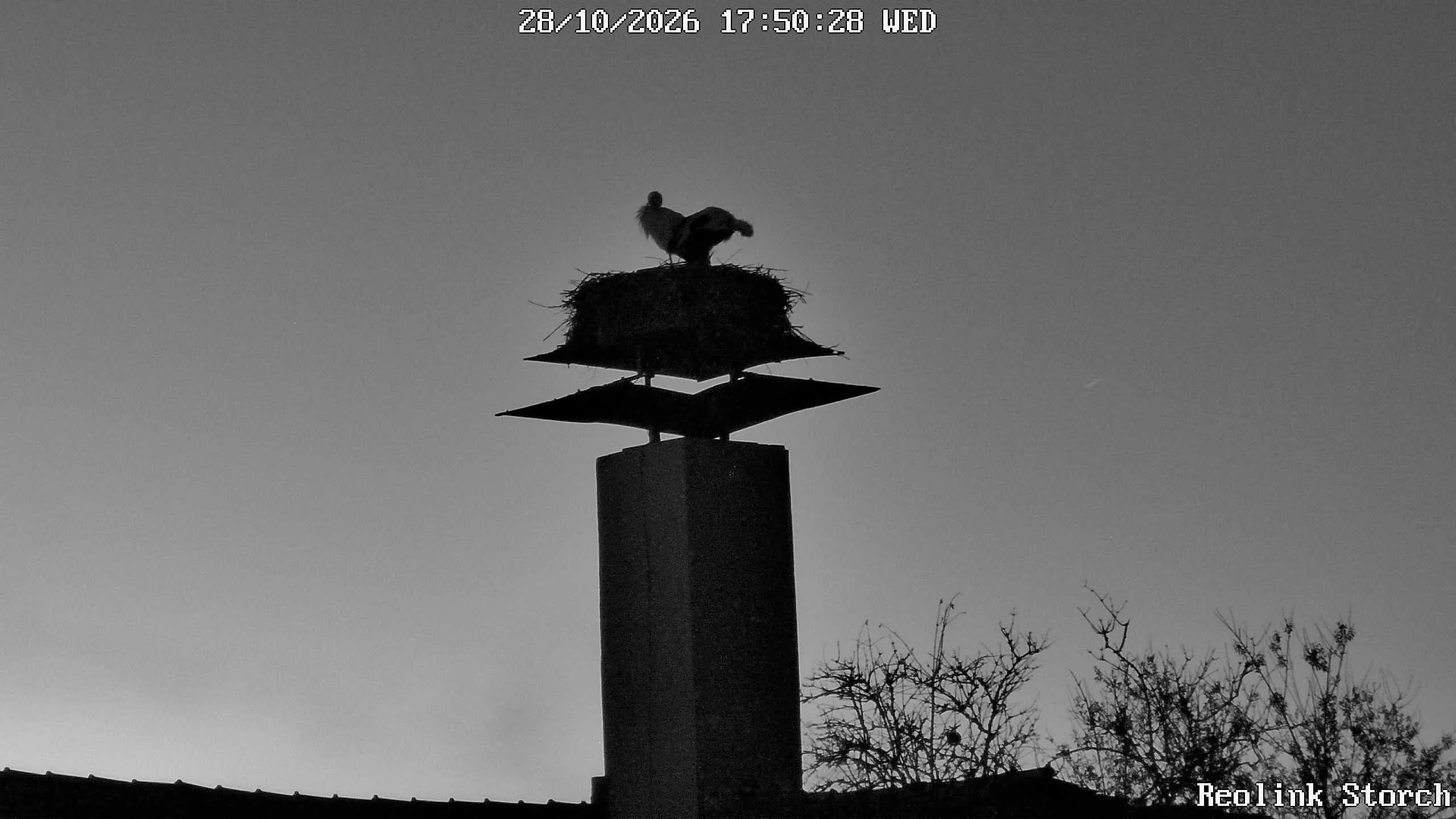 Storchencam Bild