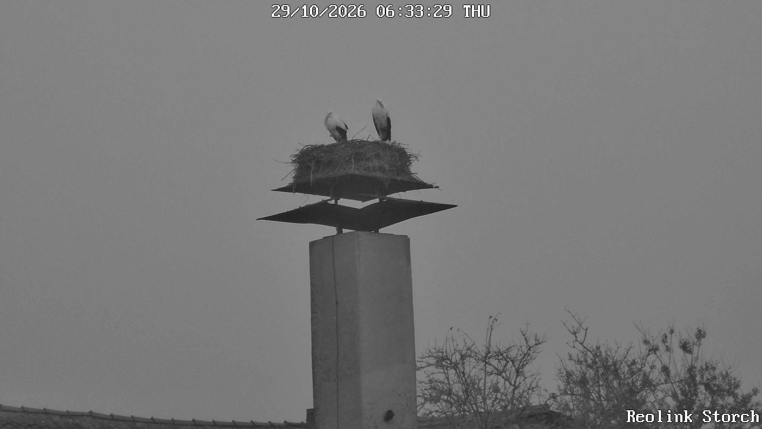 Storchencam Bild