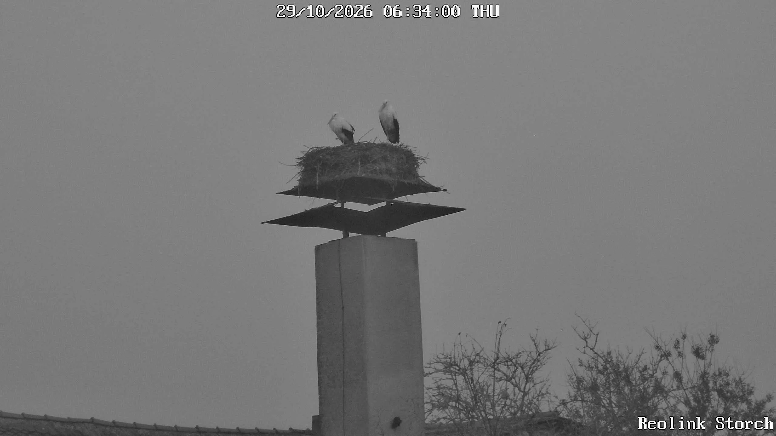 Storchencam Bild
