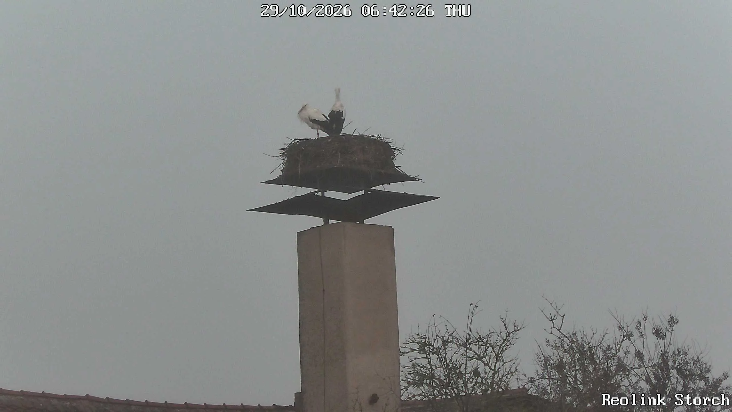 Storchencam Bild