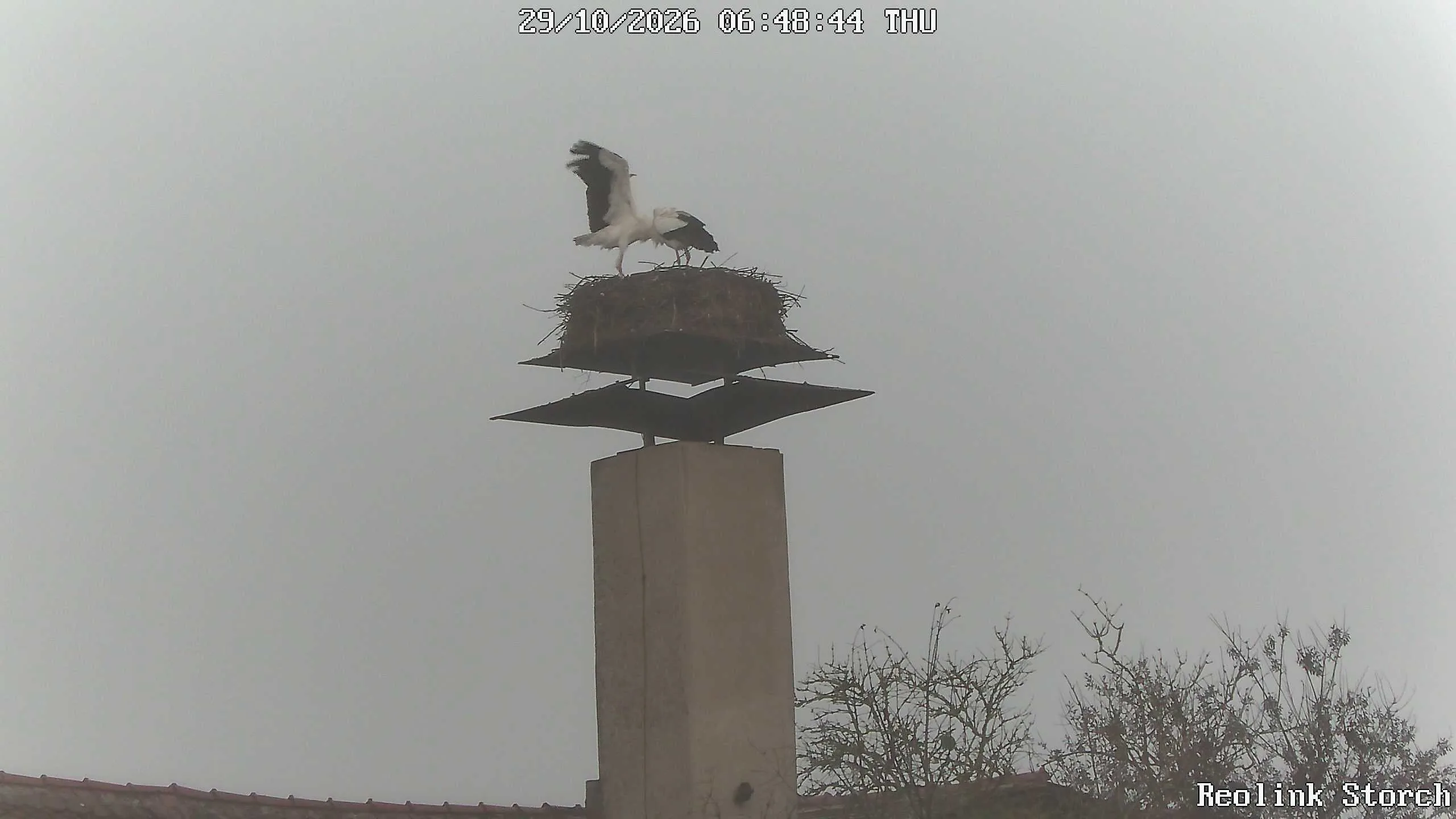 Storchencam Bild