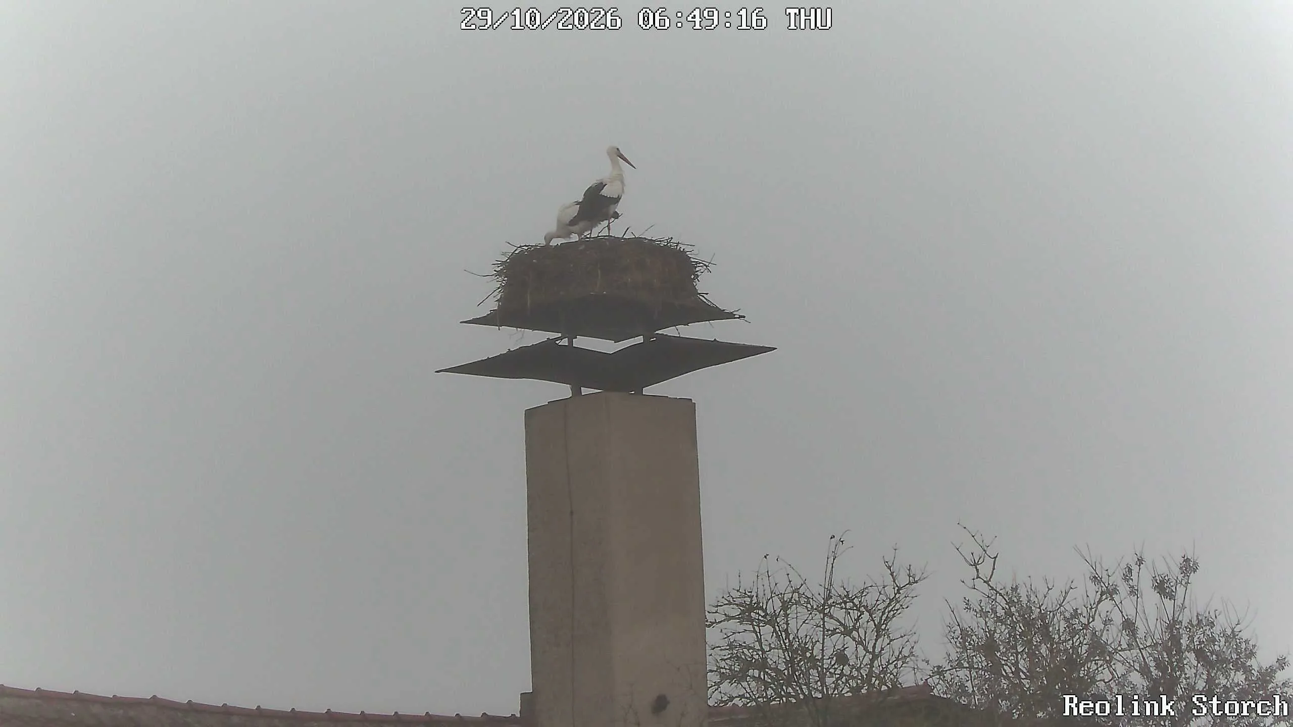 Storchencam Bild