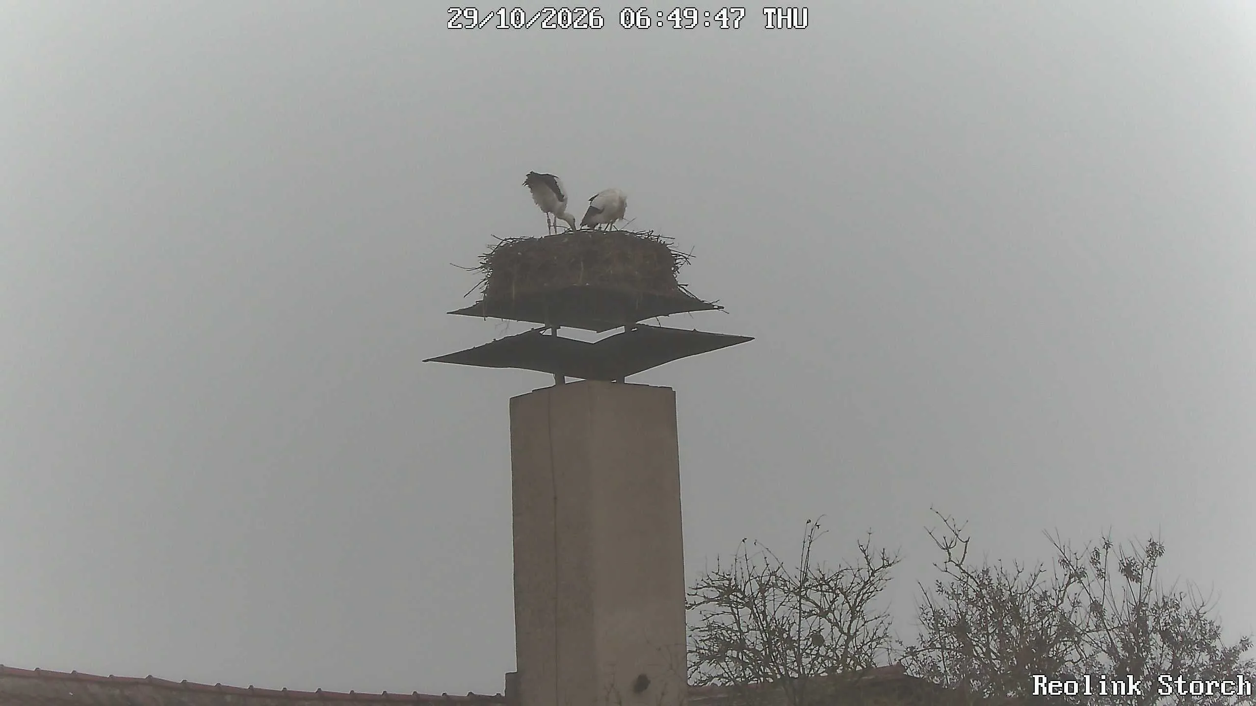 Storchencam Bild