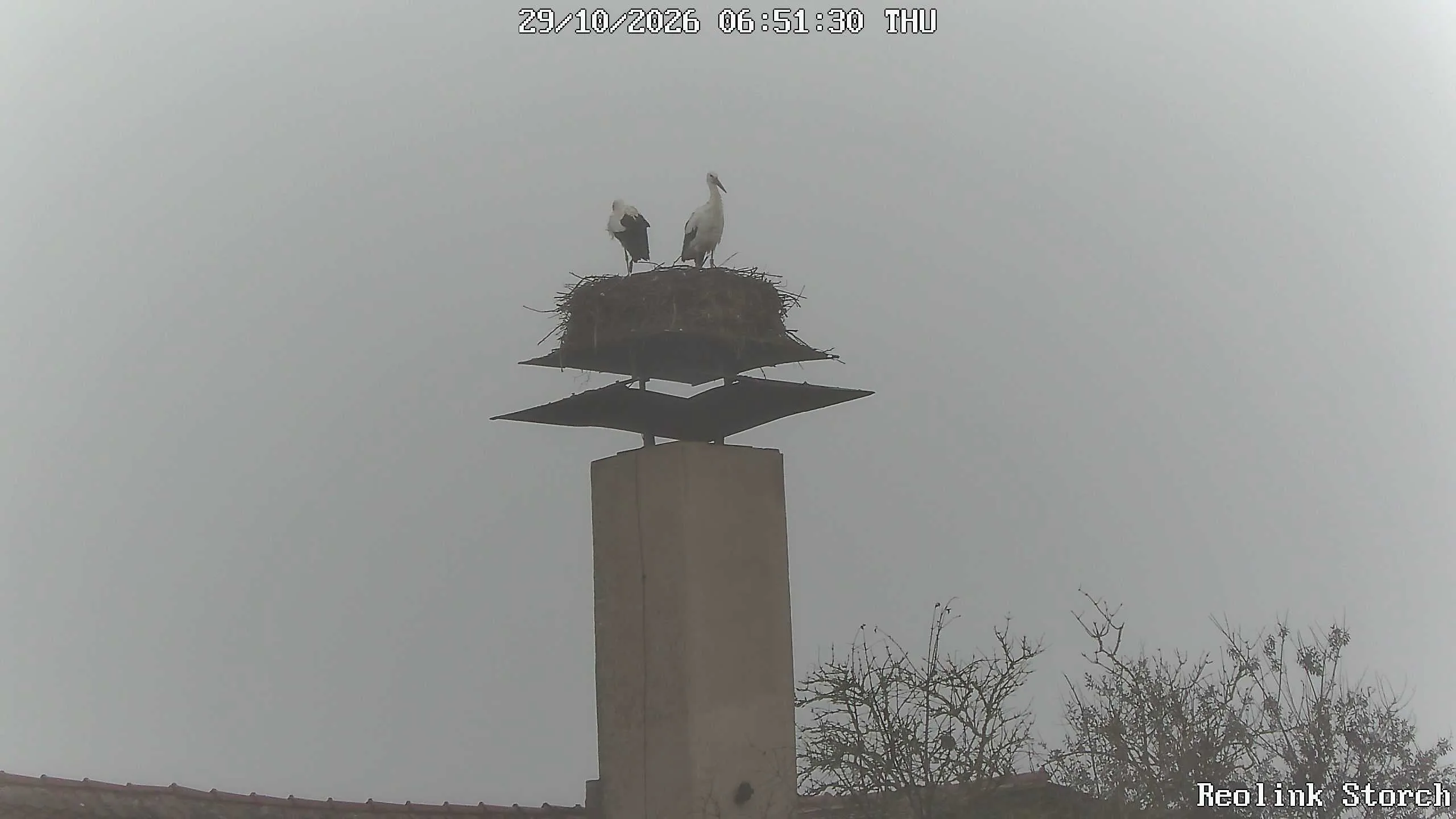 Storchencam Bild