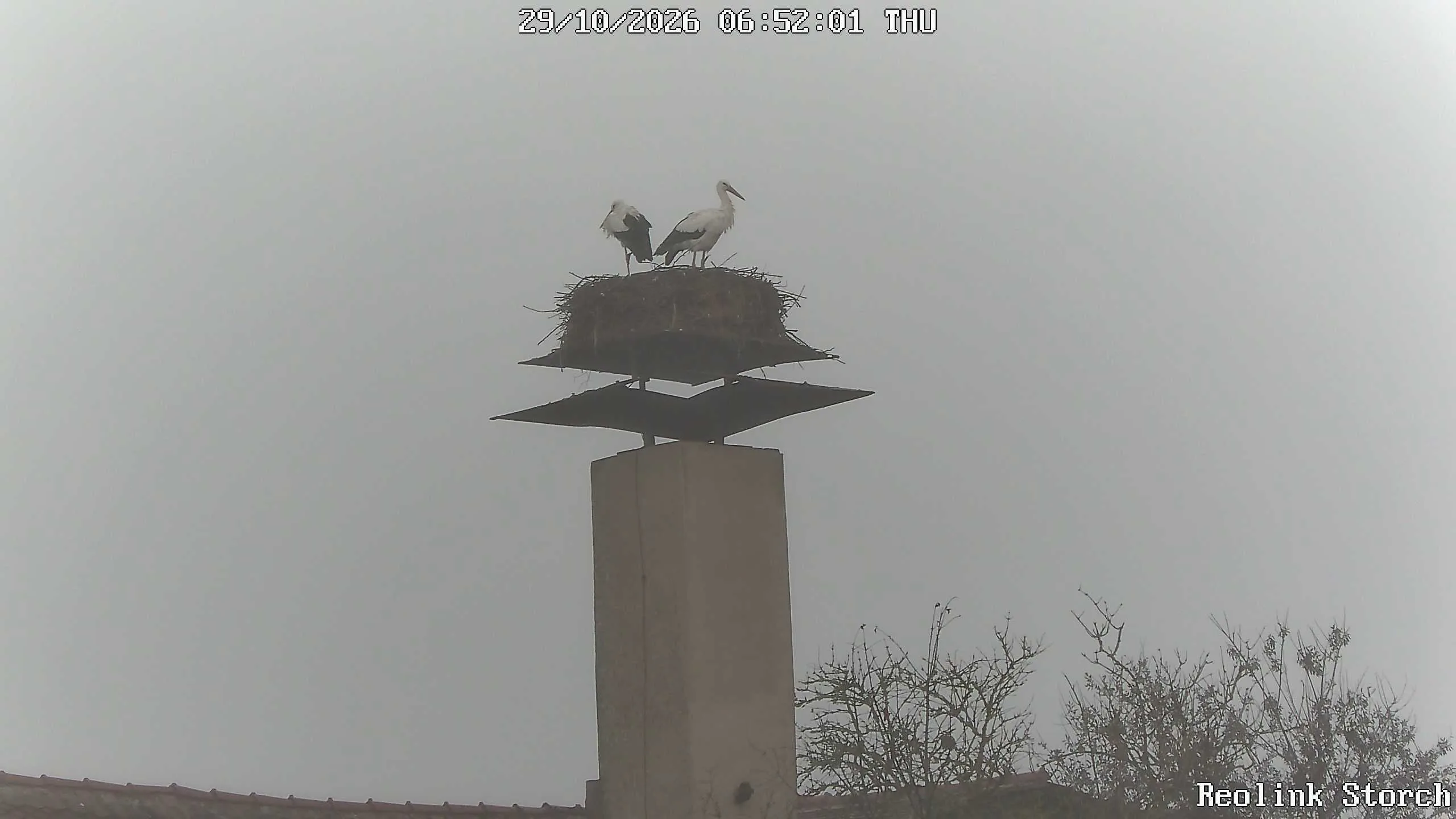 Storchencam Bild