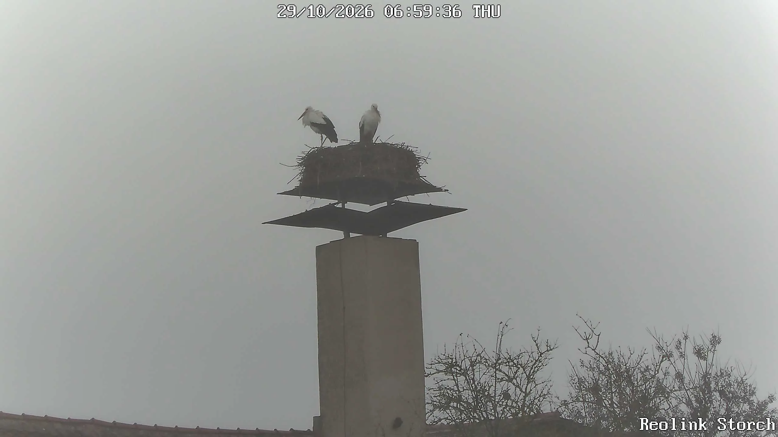 Storchencam Bild