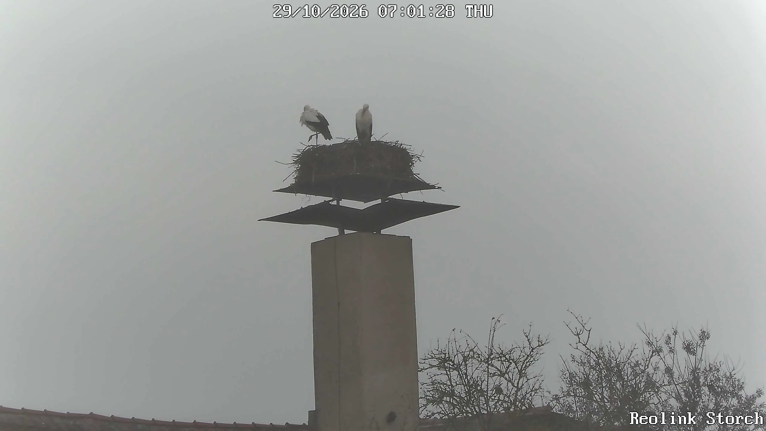 Storchencam Bild