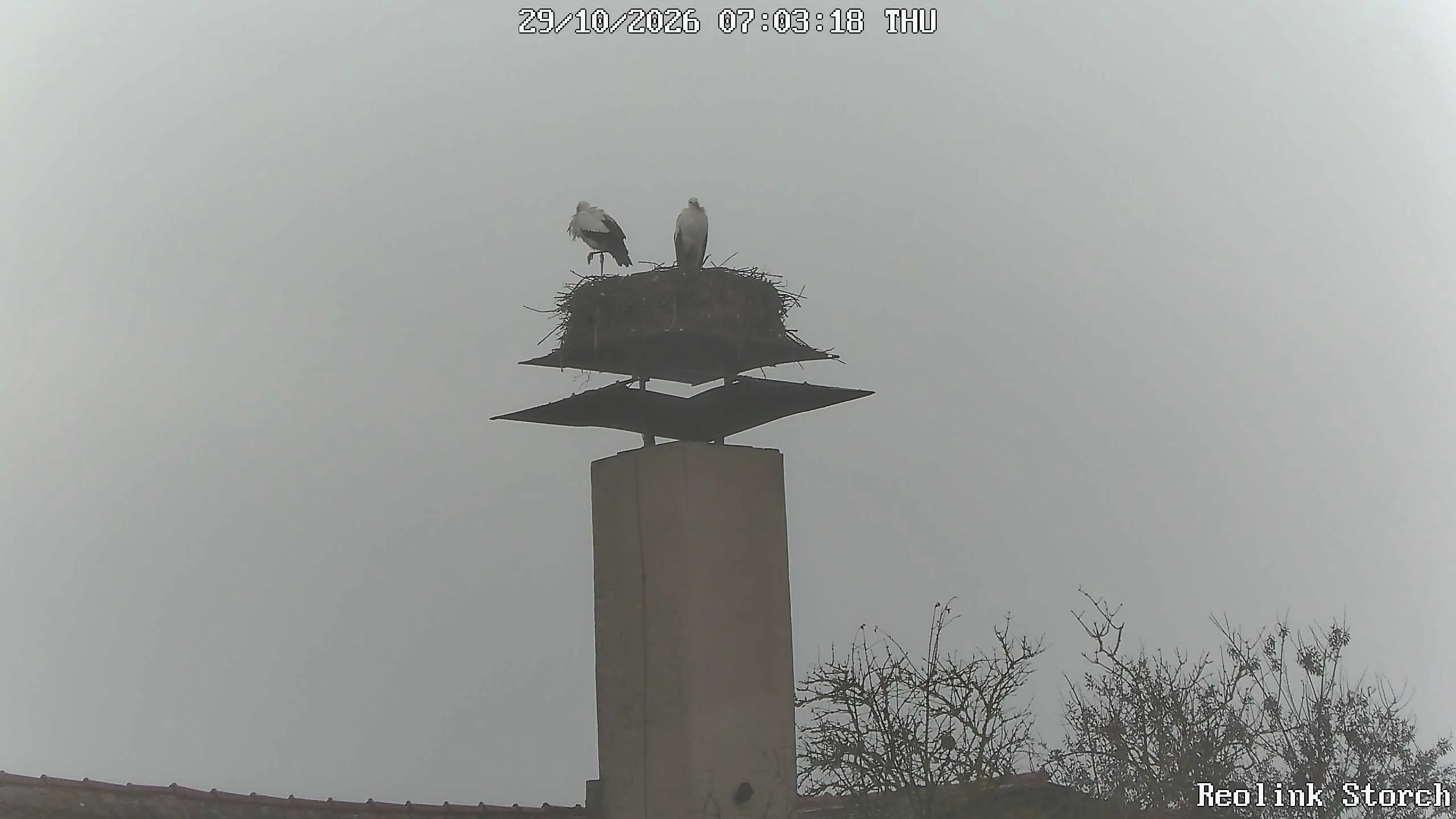 Storchencam Bild