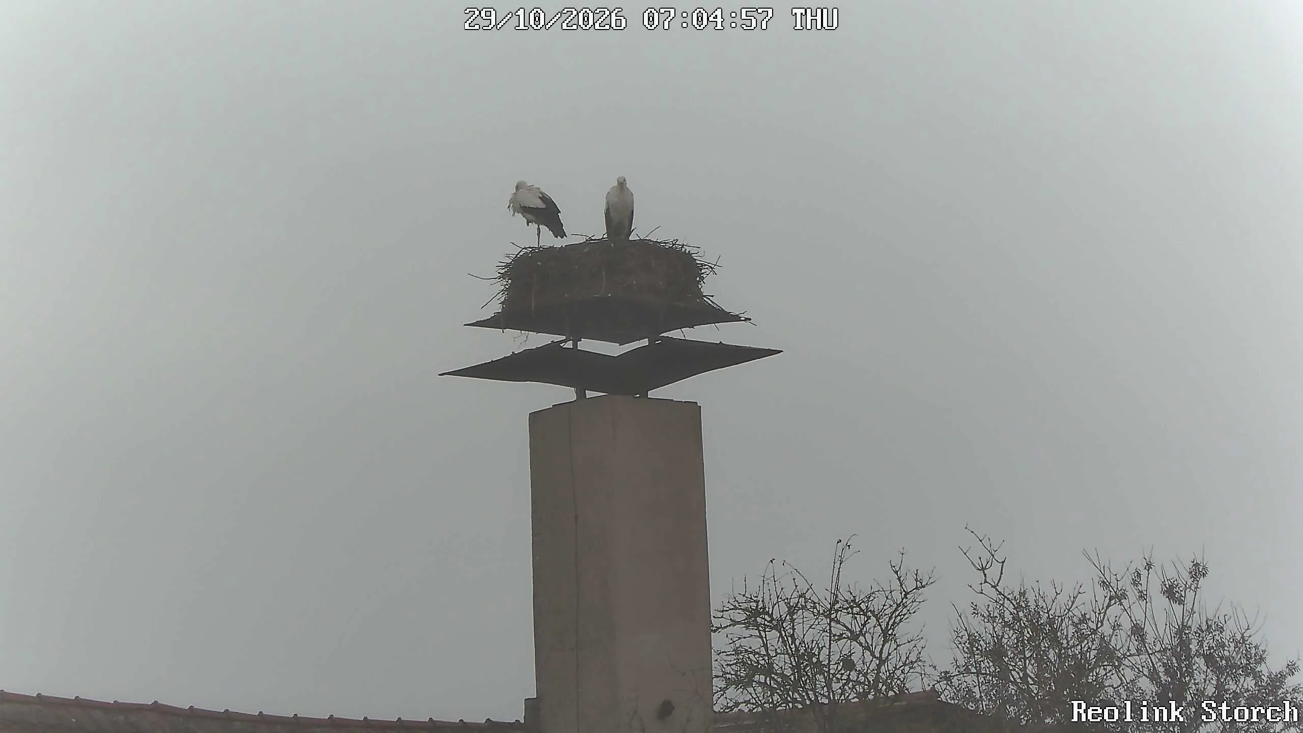 Storchencam Bild